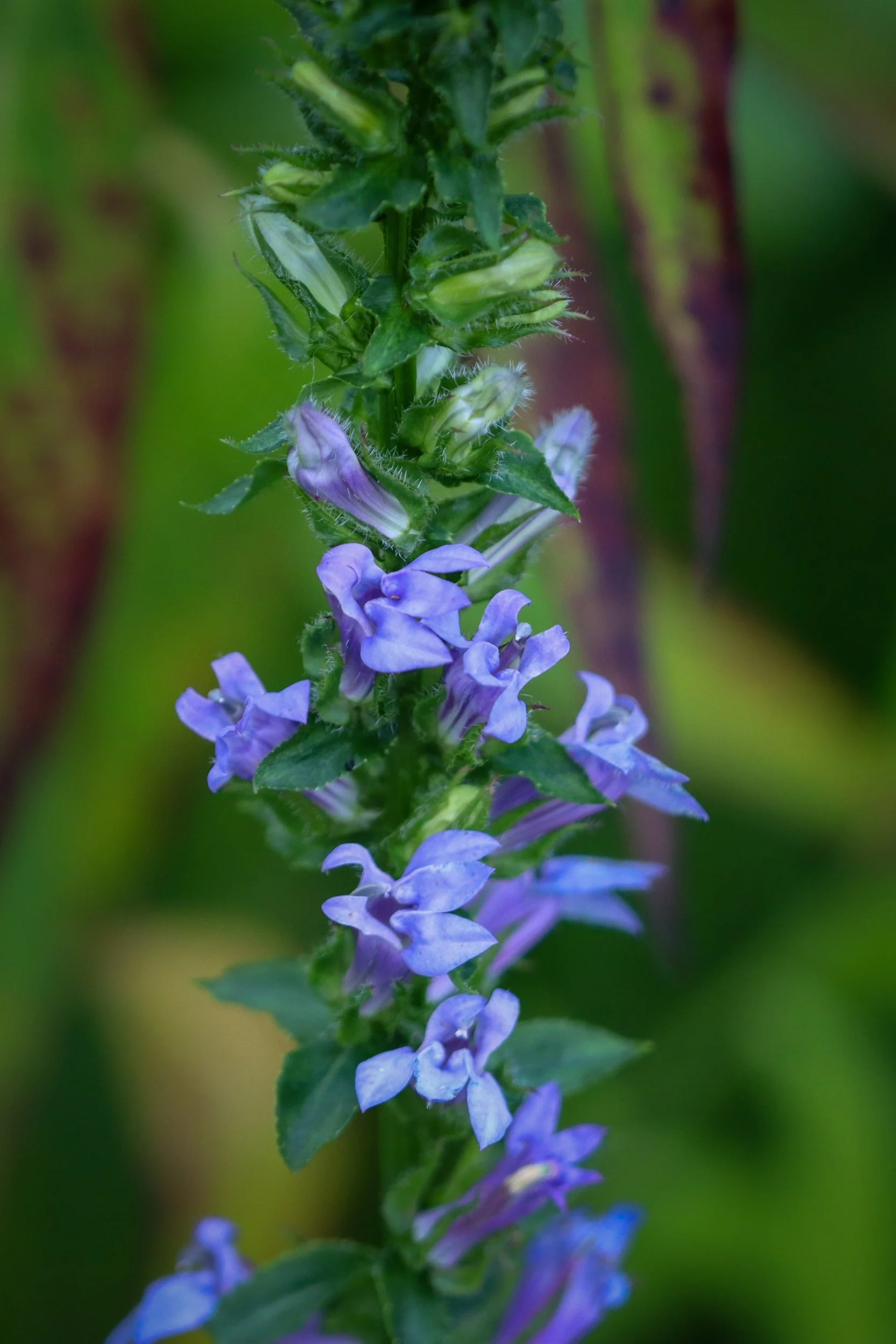 Great Blue Lobelia (Lobelia siphilitica)