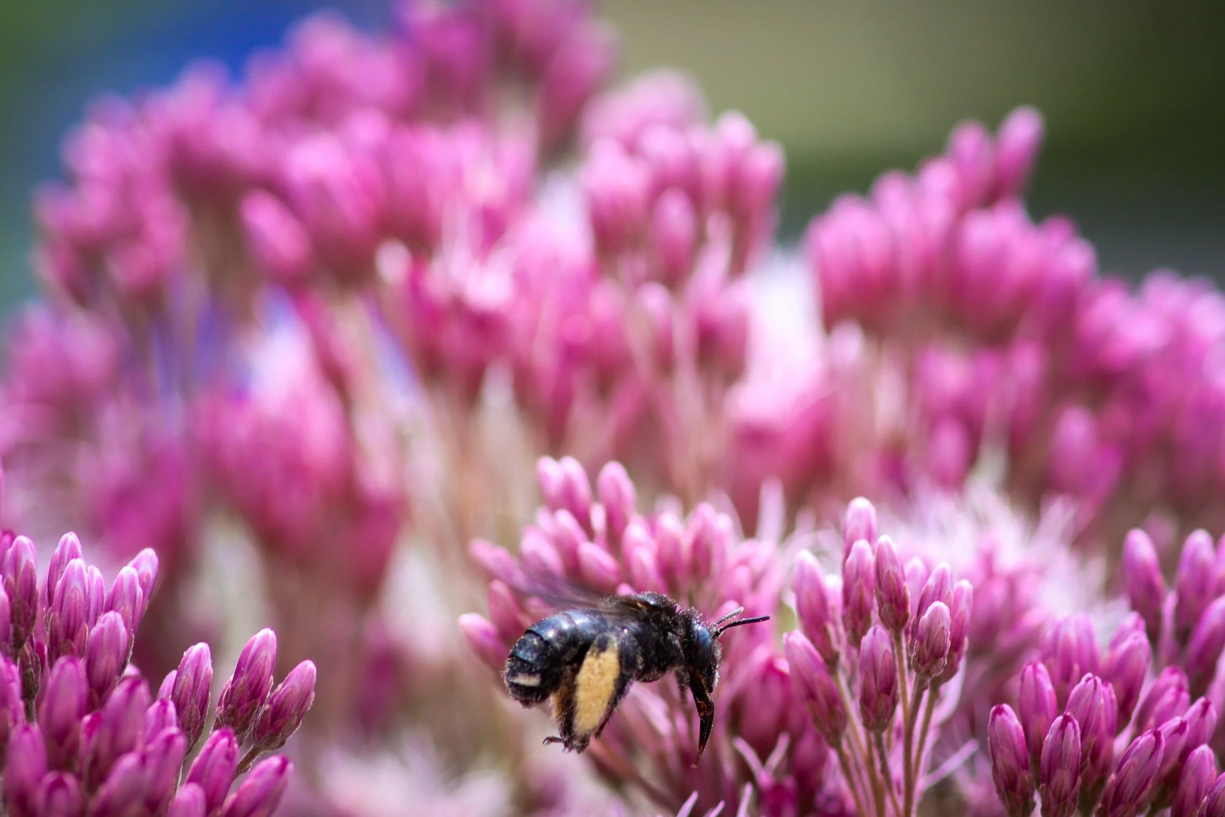 Hollow Joe Pye Weed (Eutrochium fistulosum)