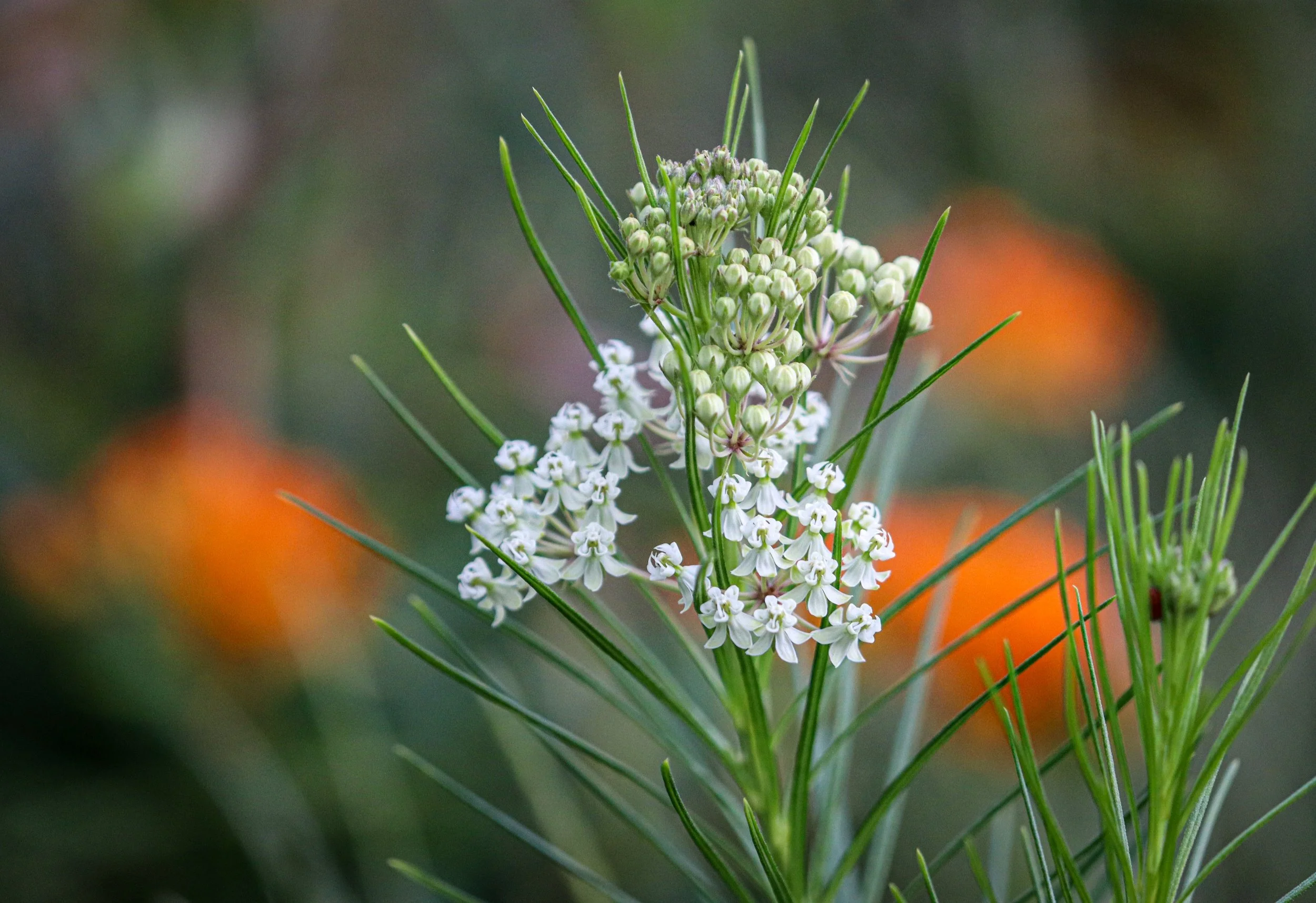 Whorled Milkweed (Asclepias verticillata)
