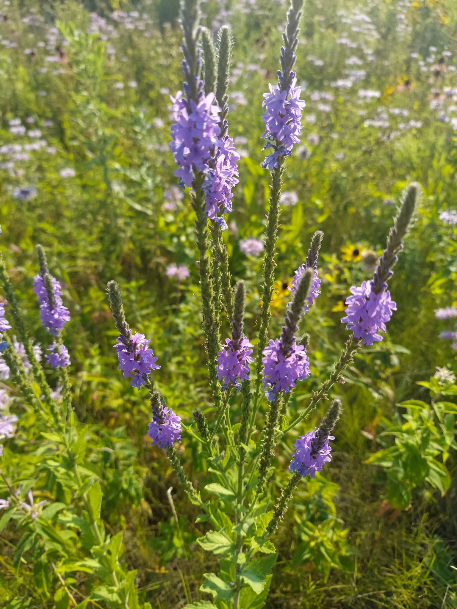 Hoary Vervain (Verbena stricta)