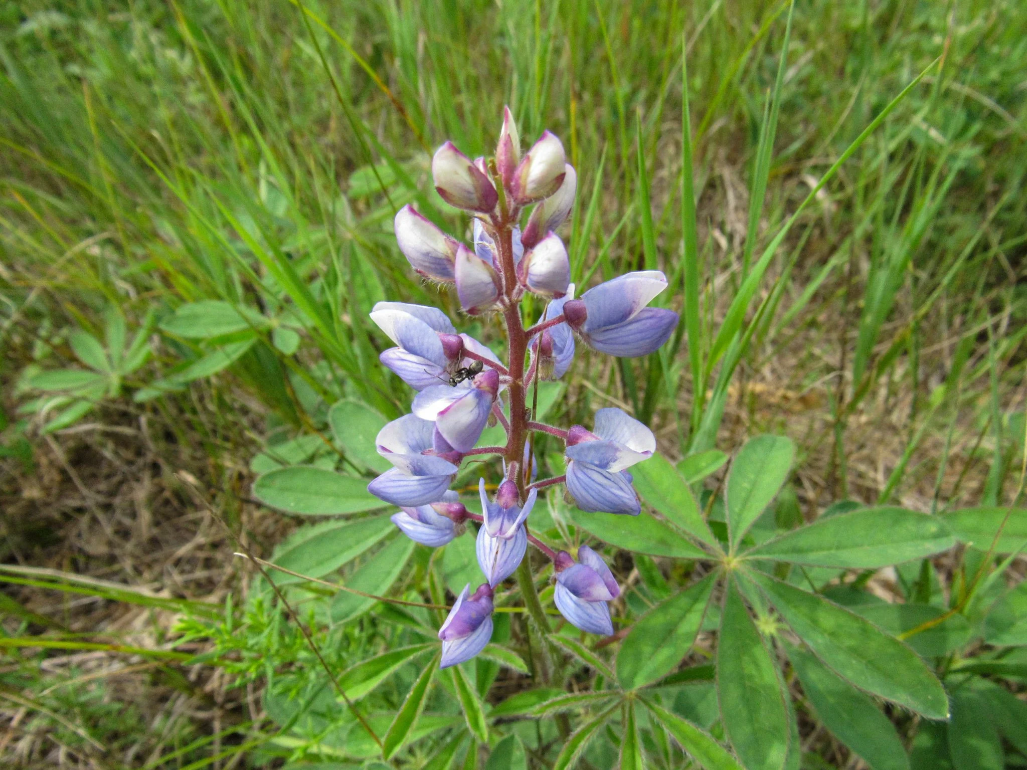 Wild Lupine (Lupinus perennis)