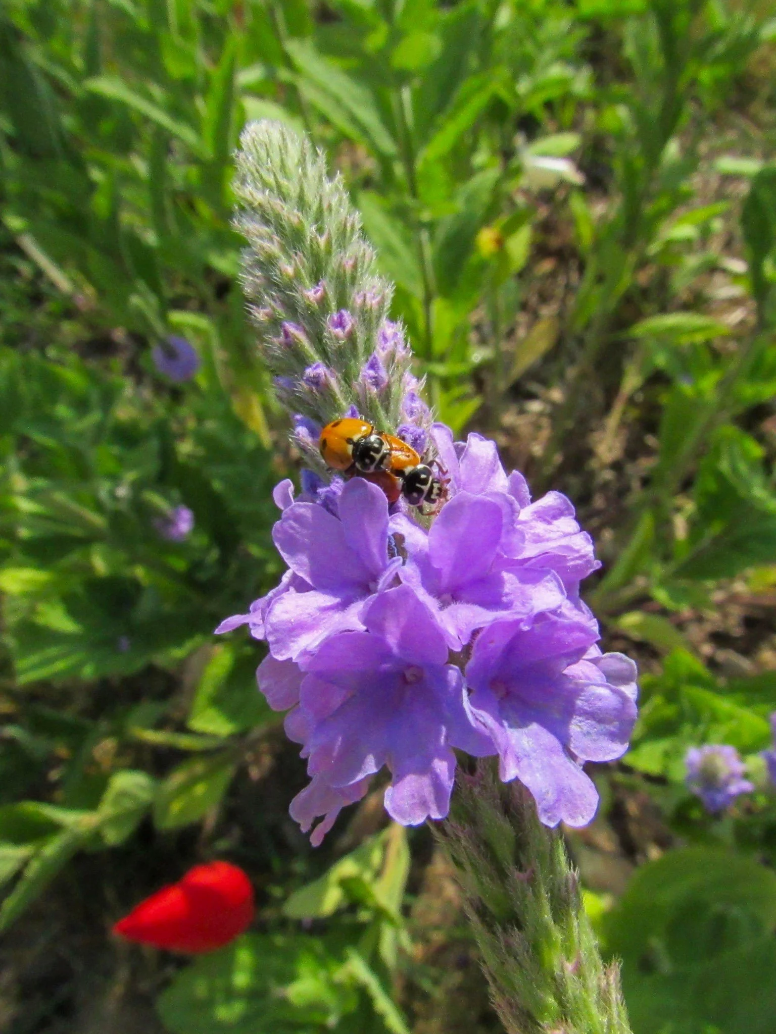 Hoary Vervain (Verbena stricta)