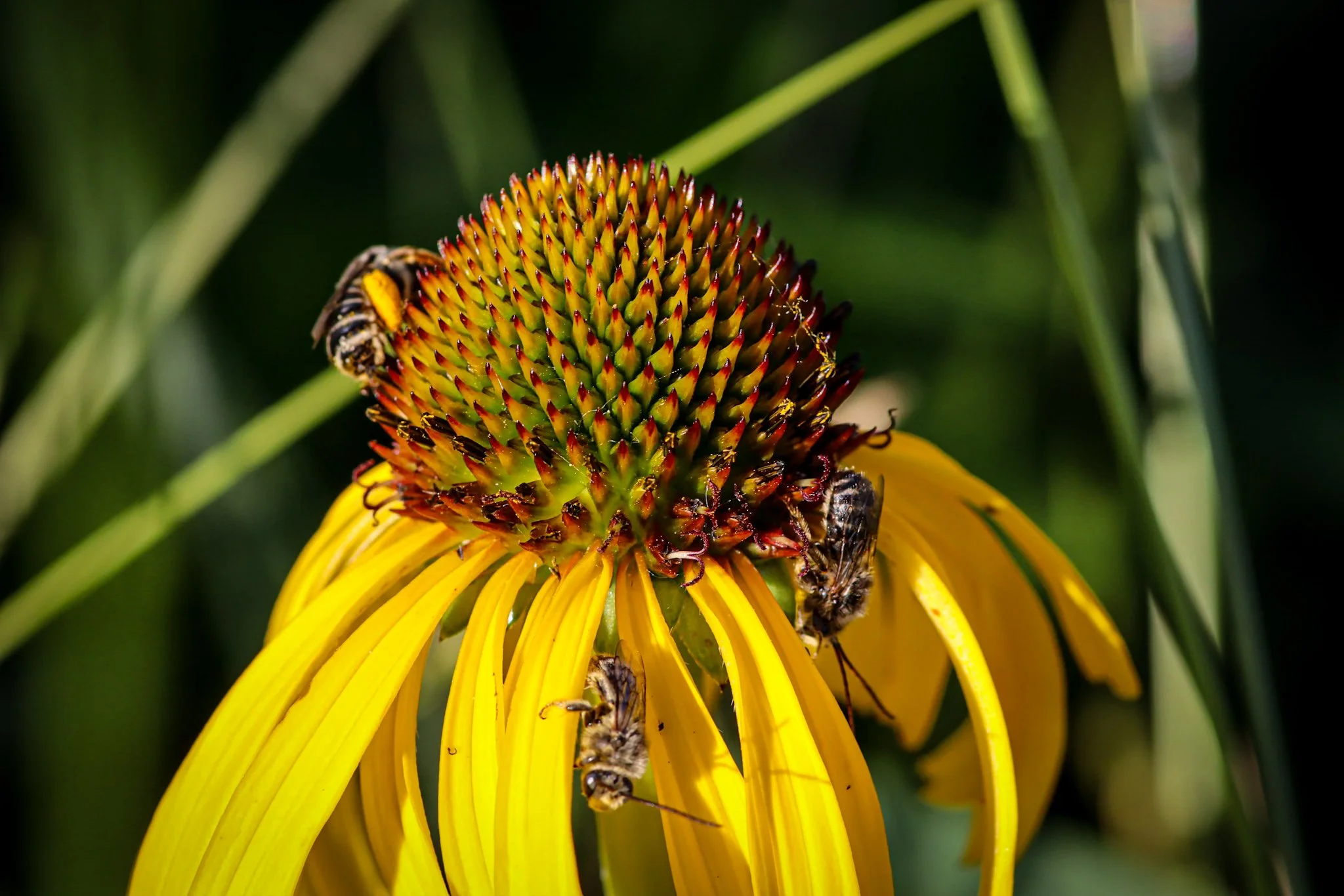 Bush's Coneflower (Echinacea paradoxa)