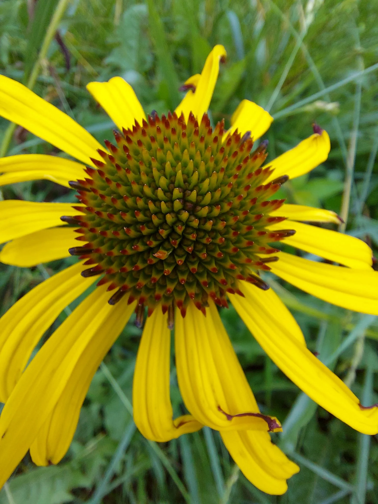 Bush's Coneflower (Echinacea paradoxa)