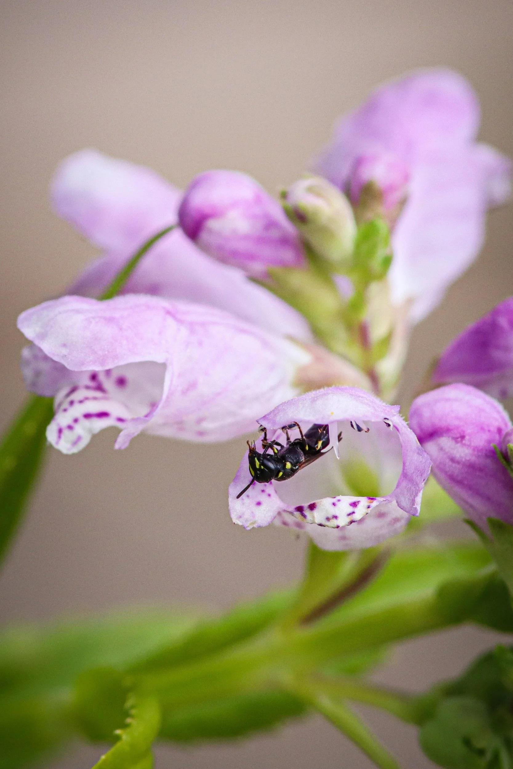 Obedient Plant (Physostegia virginiana)