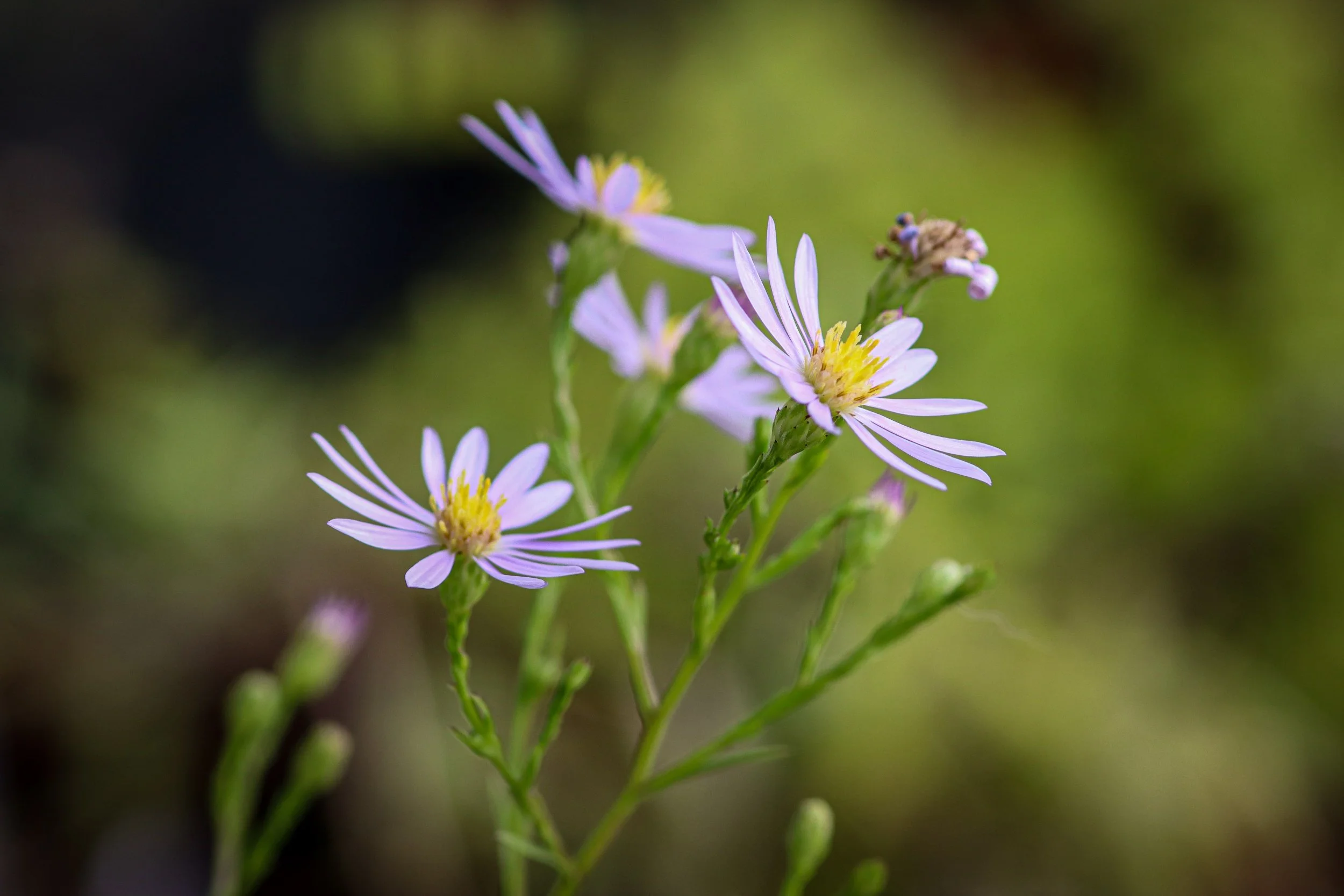 Sky Blue Aster (Symphyotrichum oolentangiense)