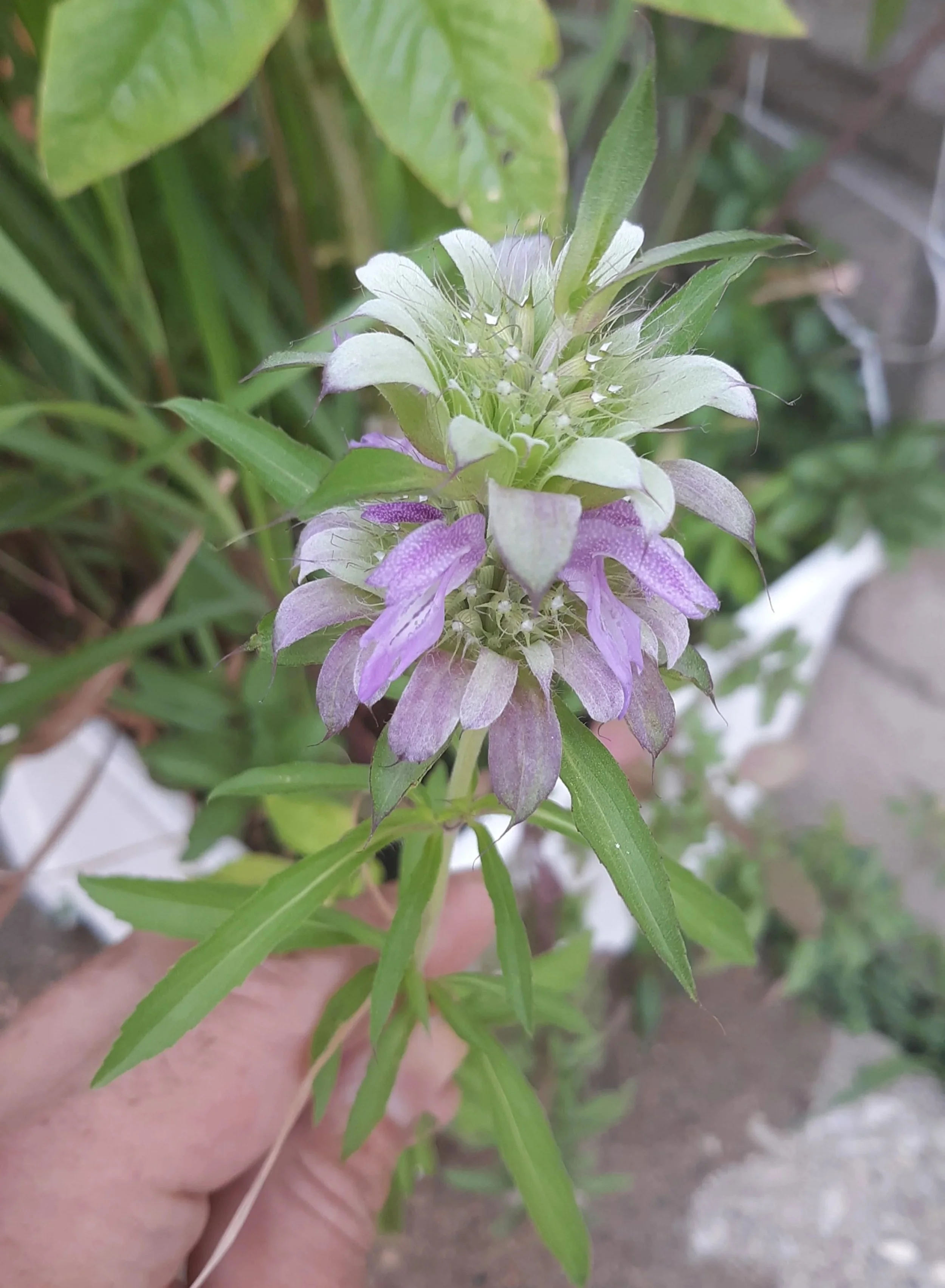 Lemon Bee Balm (Monarda citriodora)