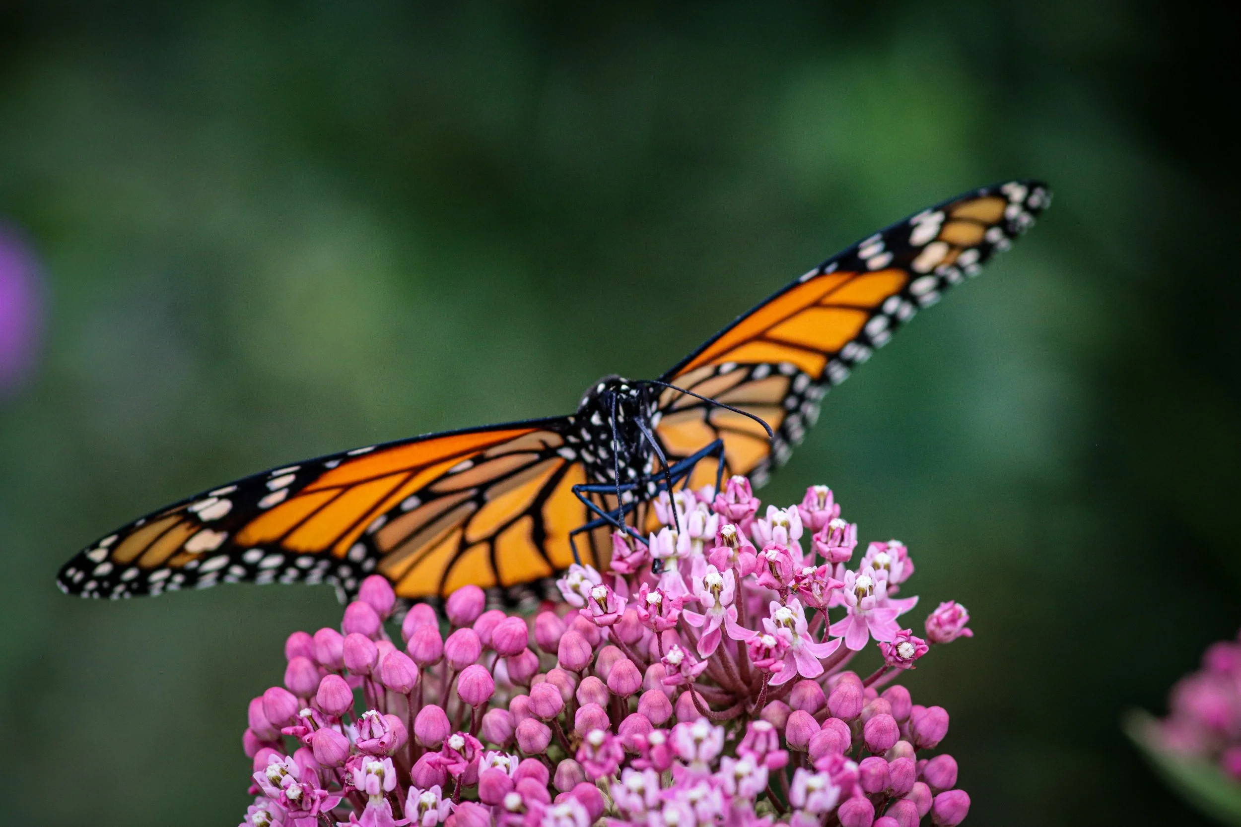 Marsh Milkweed (Asclepias incarnata)