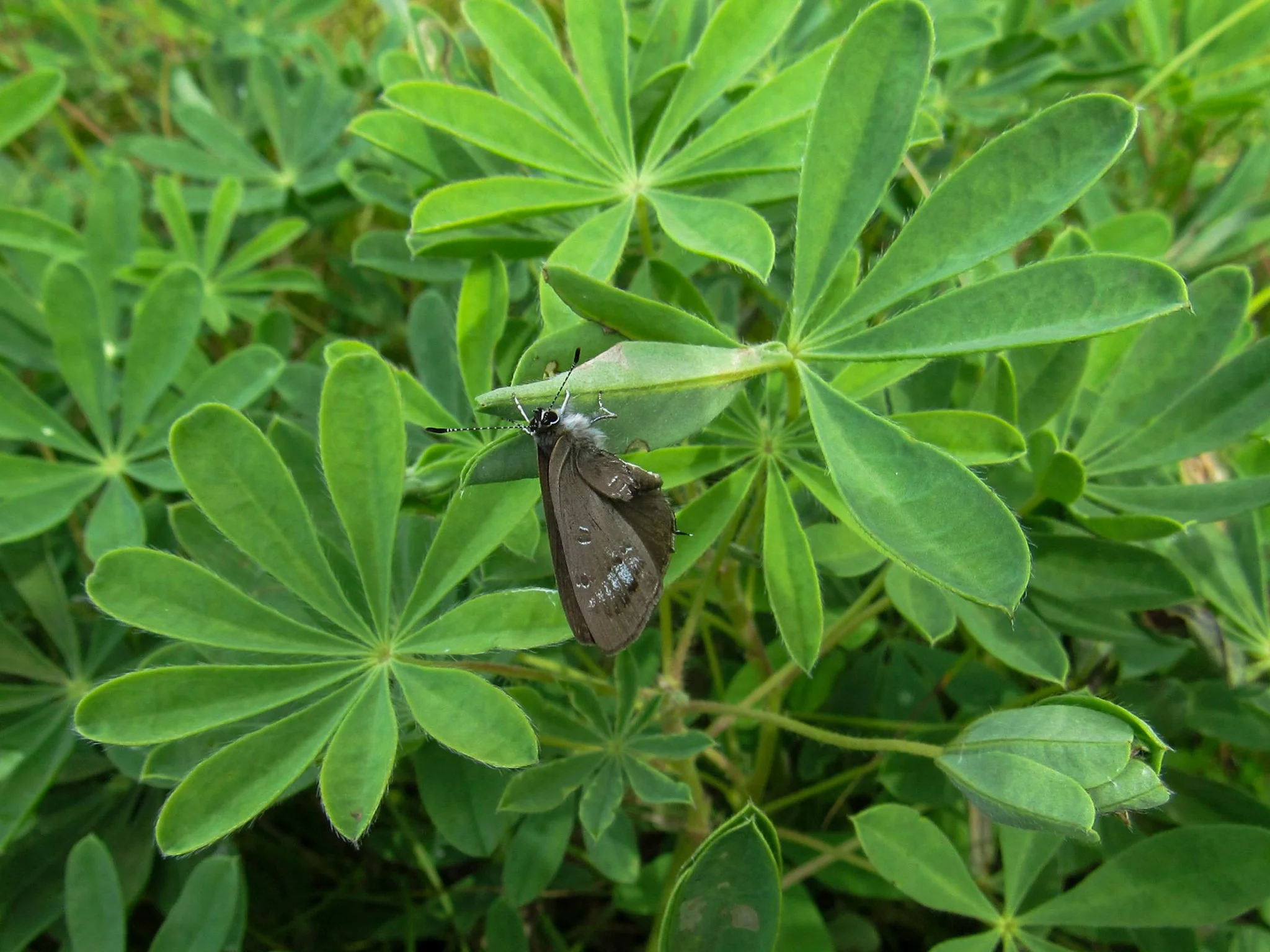 Wild Lupine (Lupinus perennis)