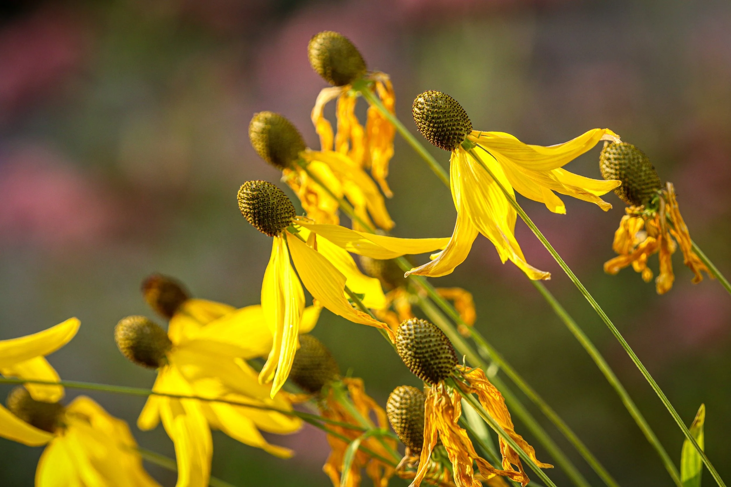 Yellow Coneflower (Ratibida pinnata)