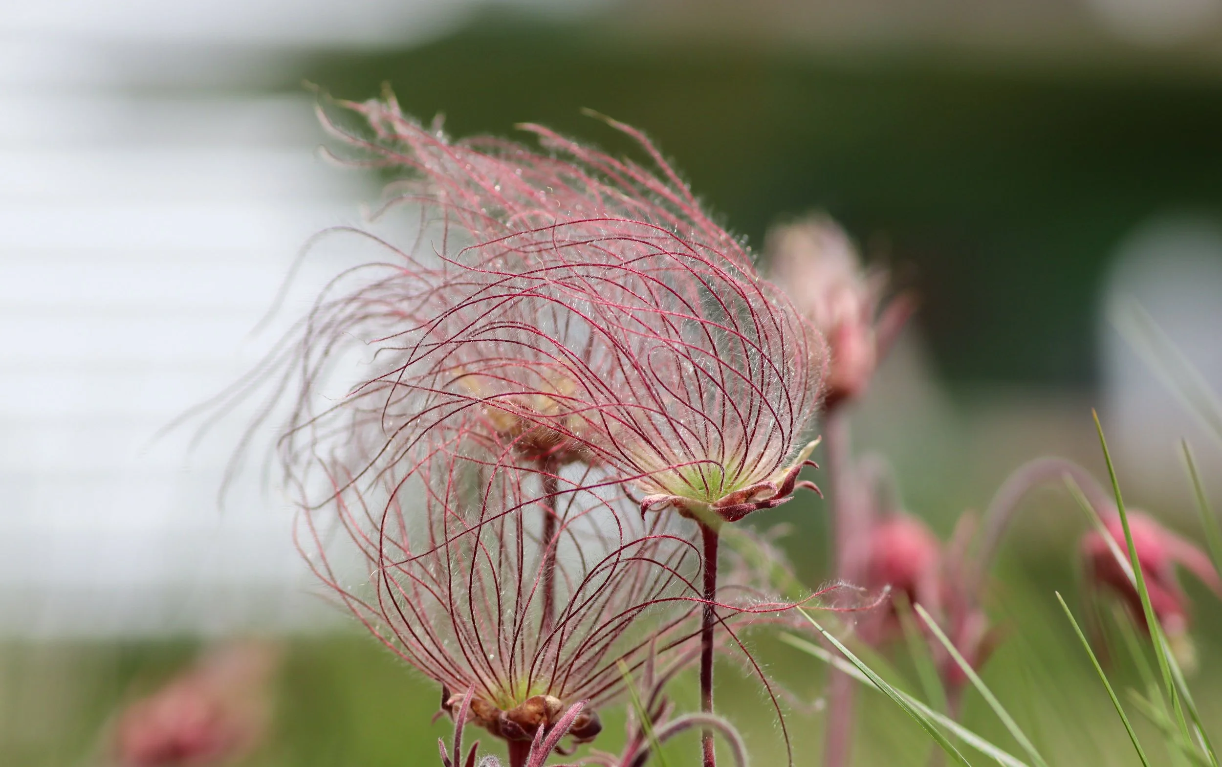 Prairie Smoke (Geum triflorum)