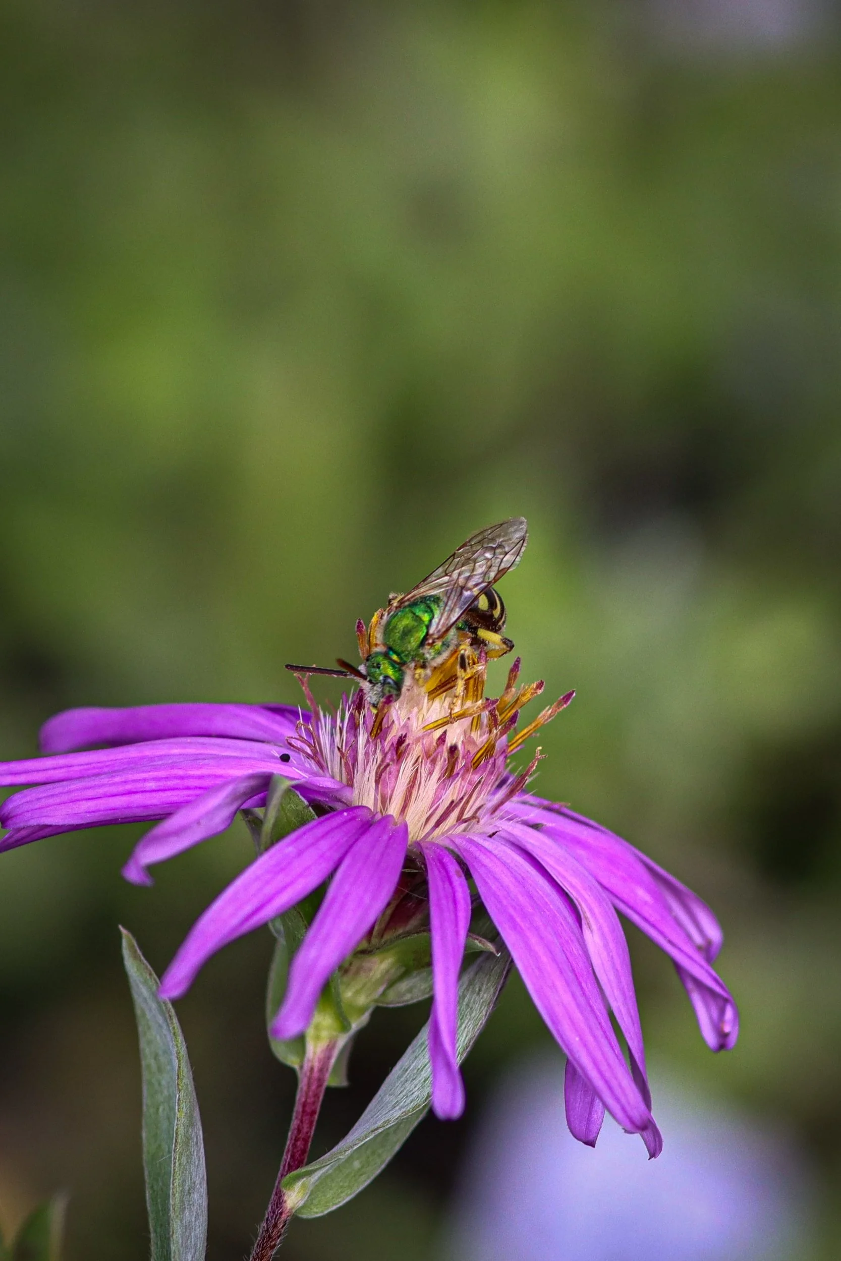 Silky Aster (Symphyotrichum sericeum) 