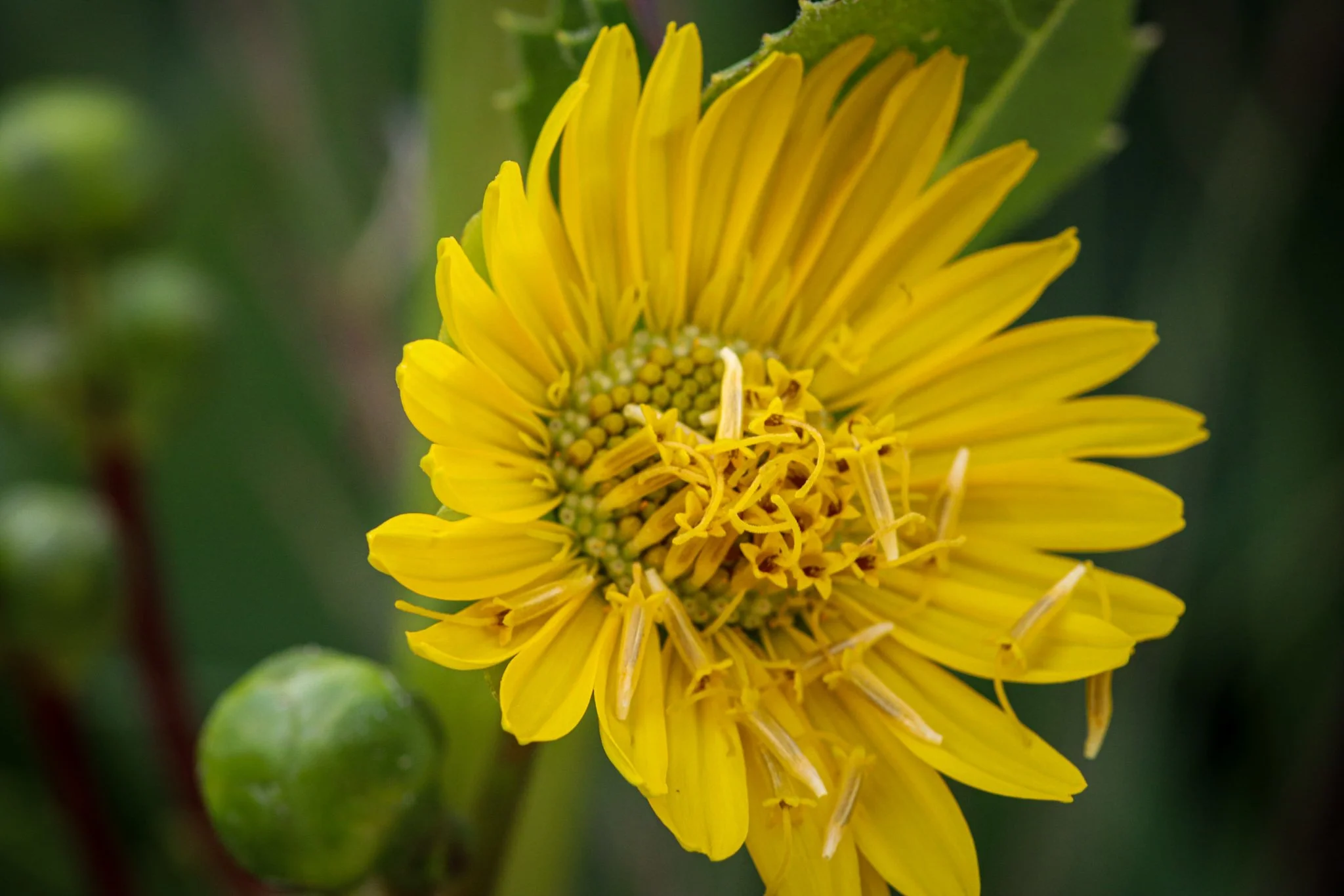 Prairie Dock (Silphium terebinthinaceum)