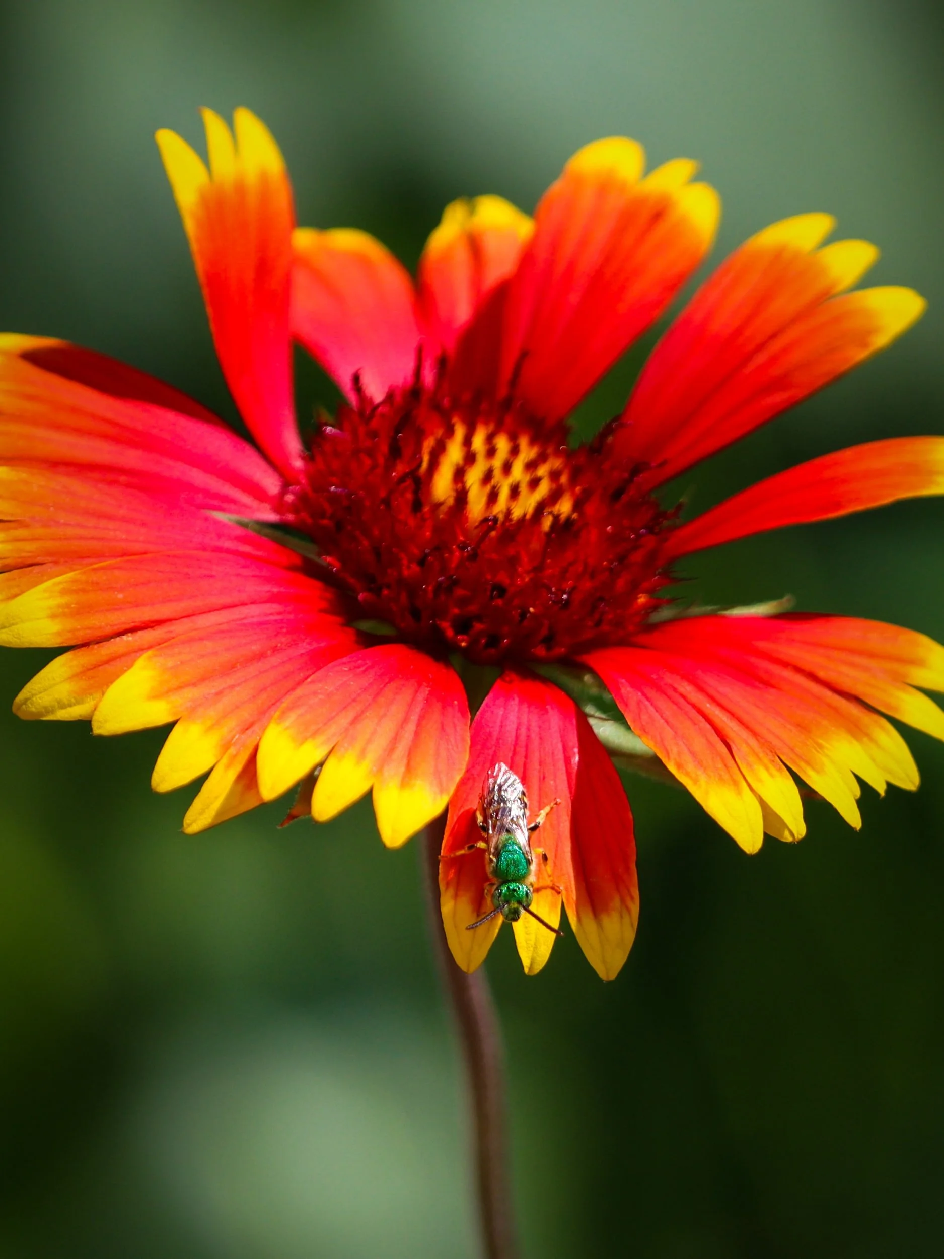 Blanketflower (Gaillardia aristata)