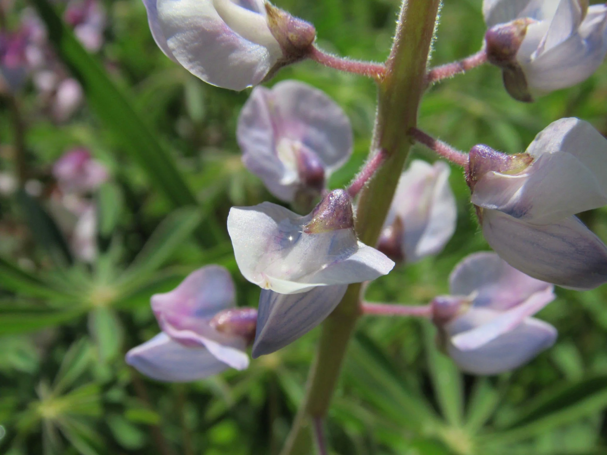 Wild Lupine (Lupinus perennis)