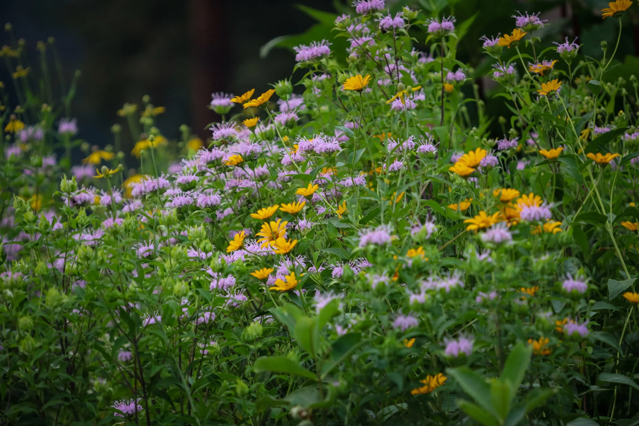 Wild Bergamot (Monarda fistulosa)