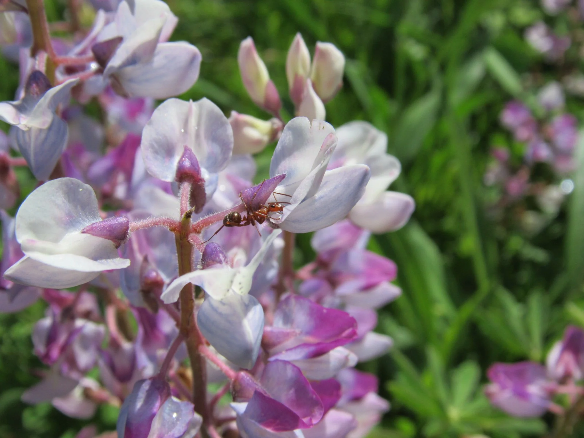 Wild Lupine (Lupinus perennis)