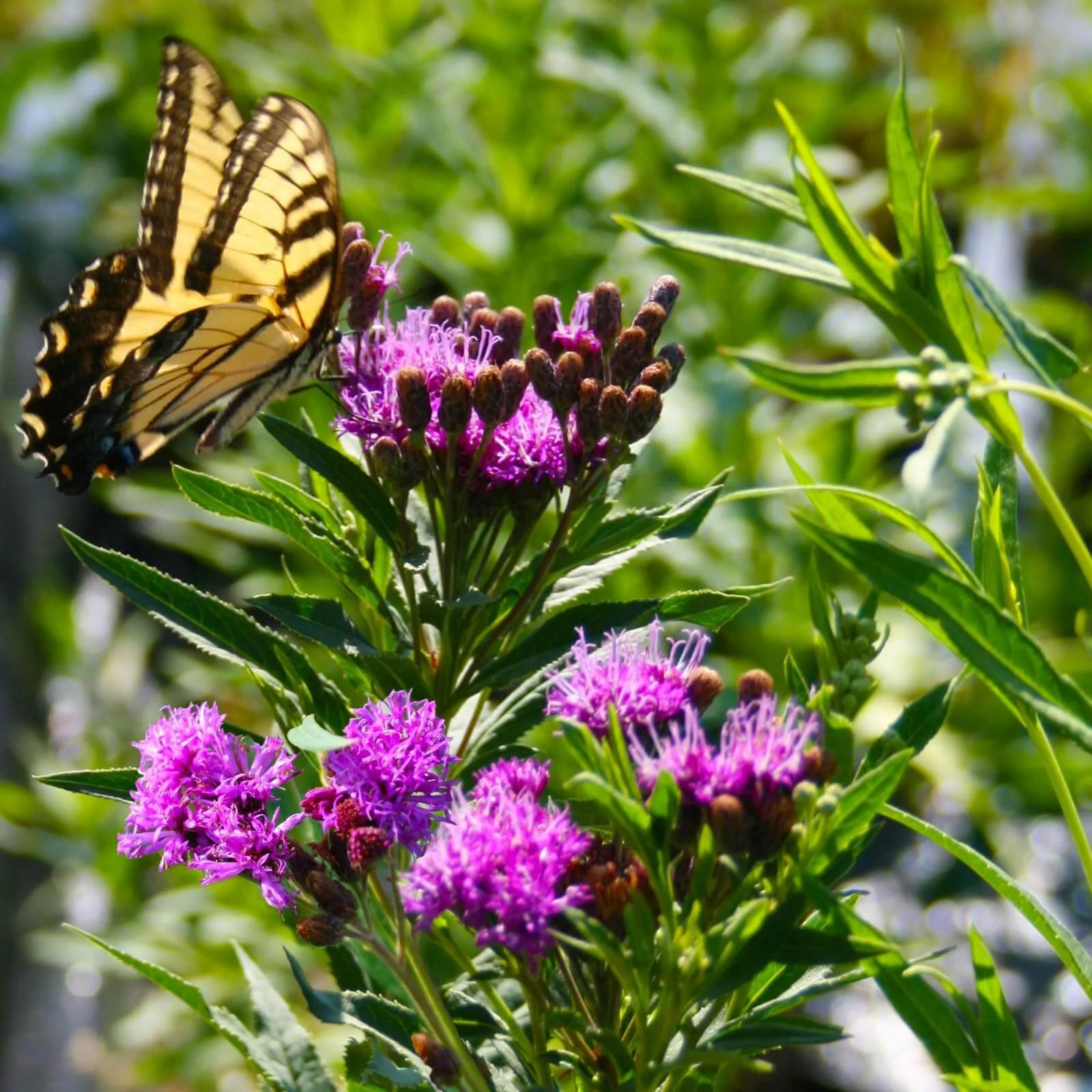 Common Ironweed (Vernonia fasciculata)