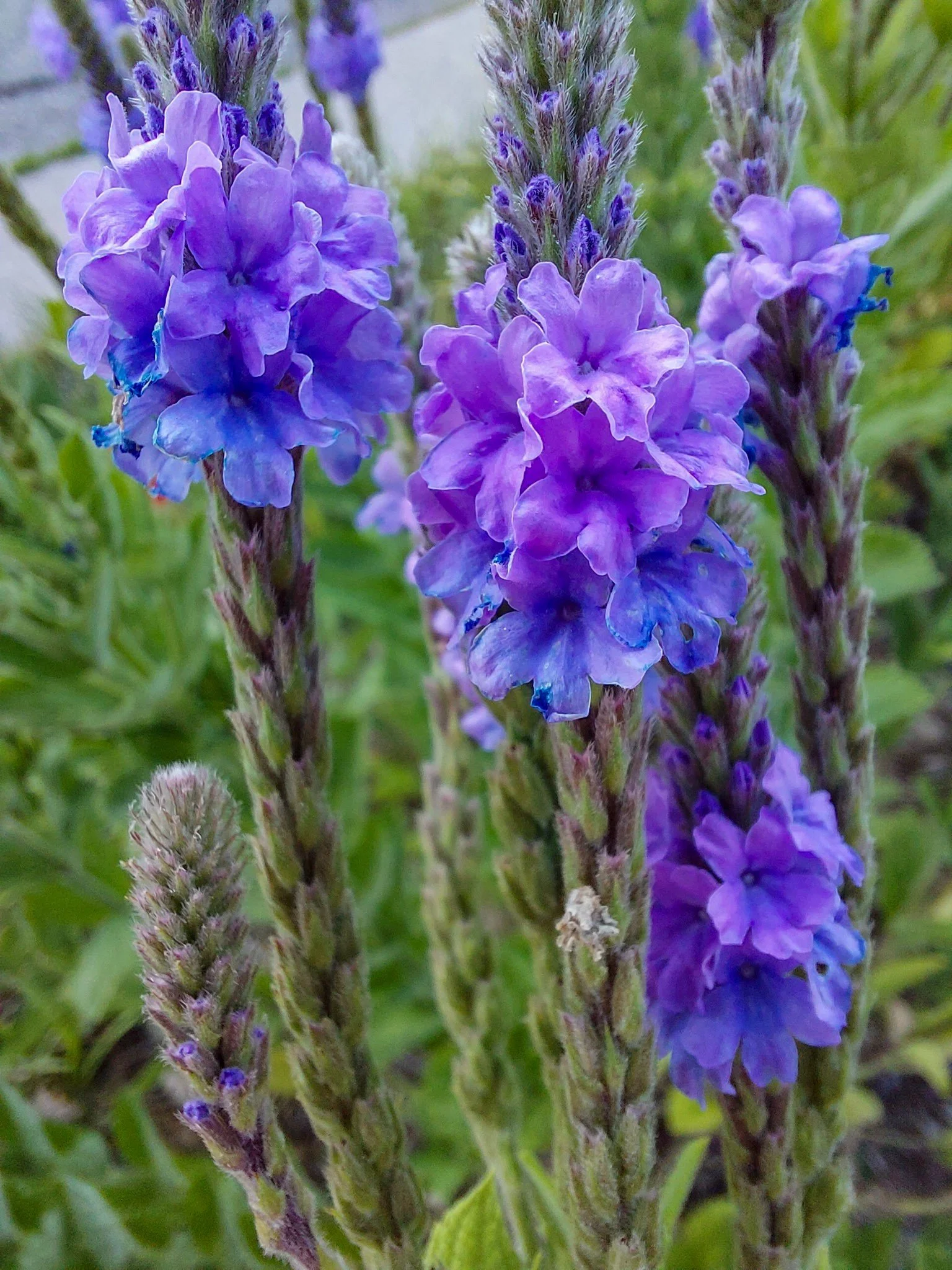 Hoary Vervain (Verbena stricta)