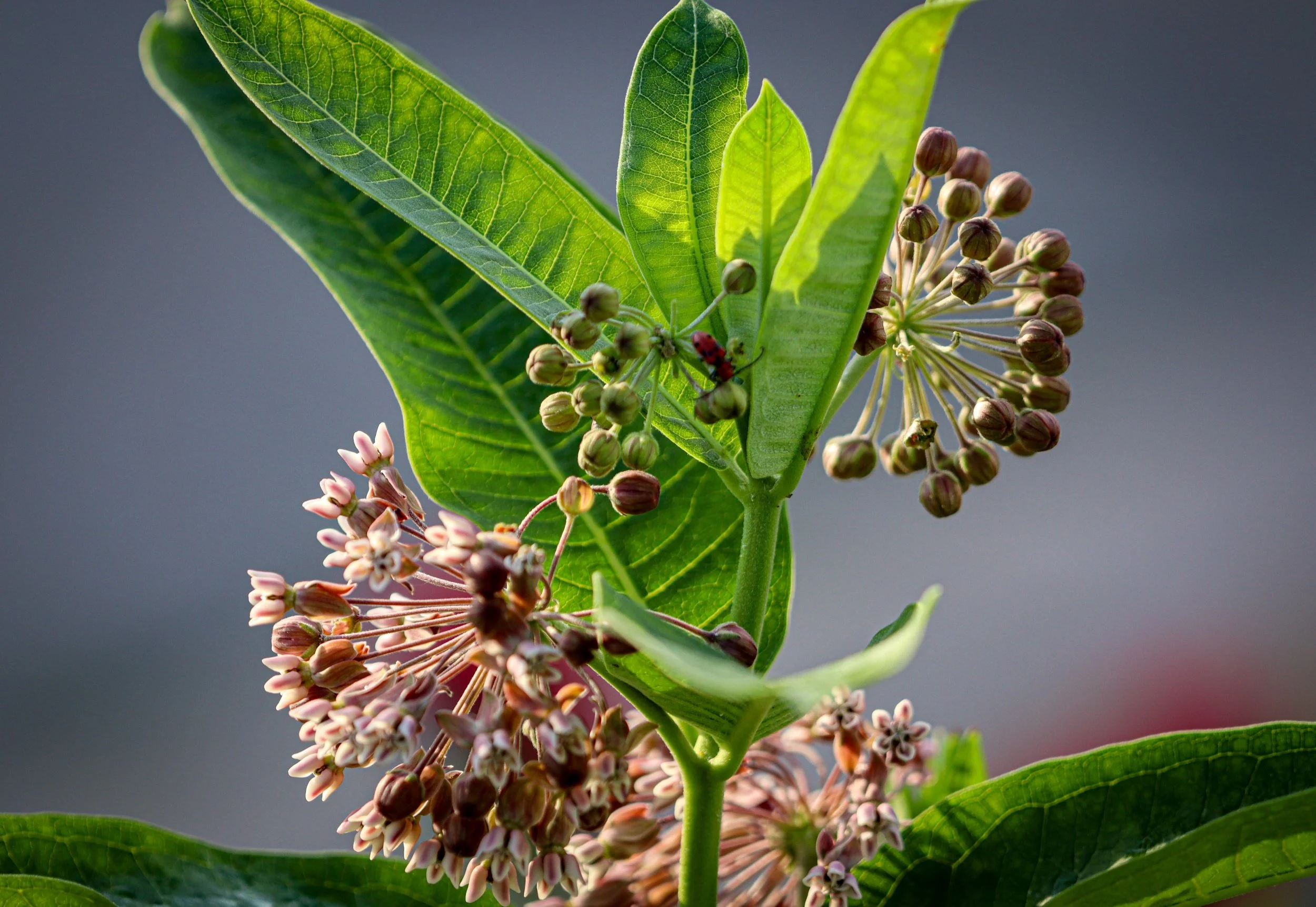 Common Milkweed (Asclepias syriaca)