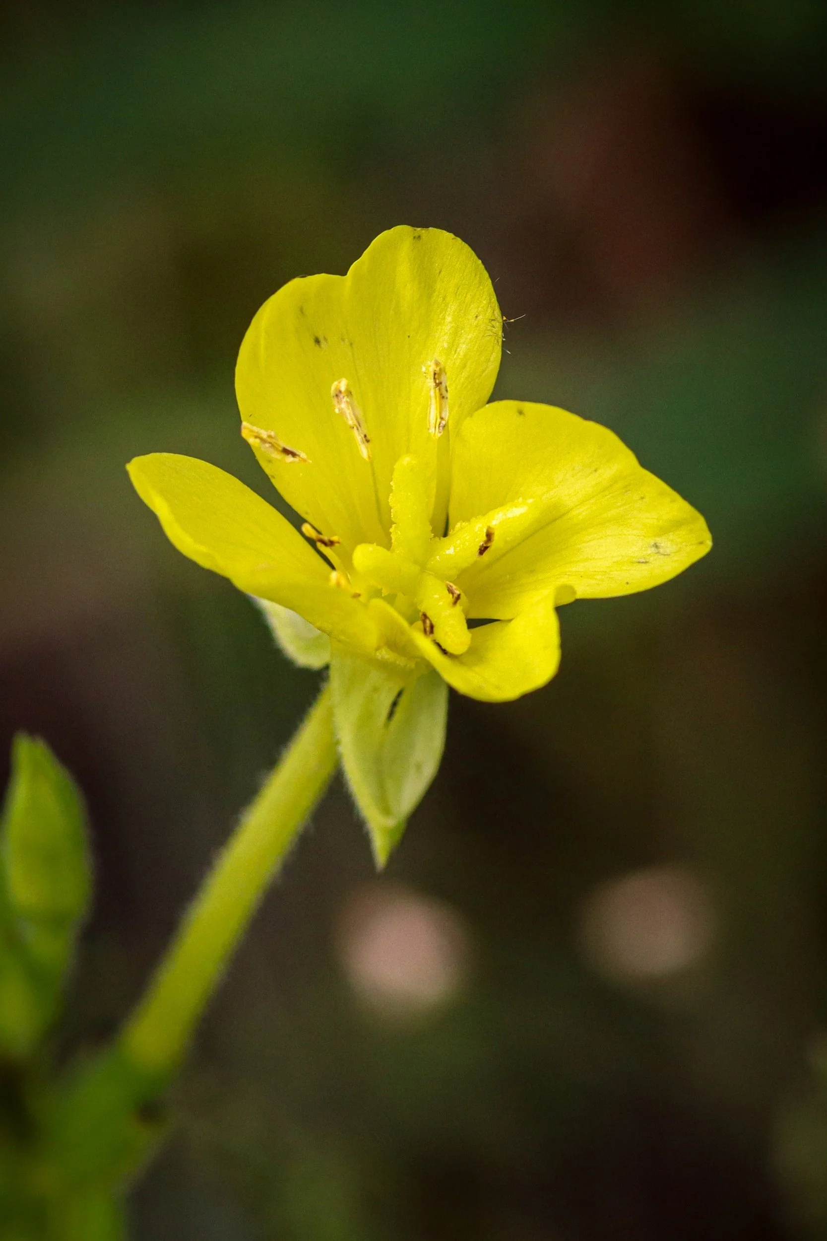 Evening Primrose (Oenothera biennis)