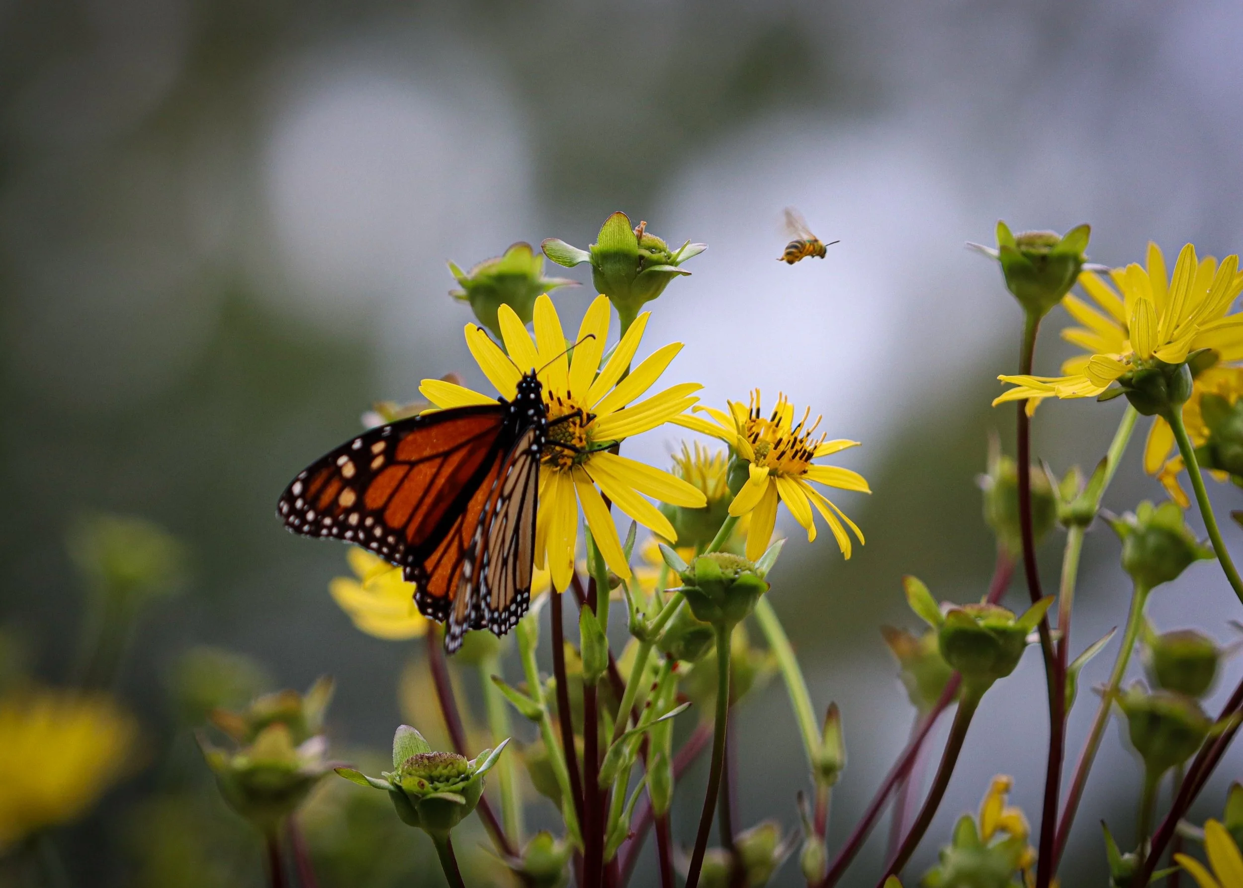 Cup Plant (Silphium perfoliatum)