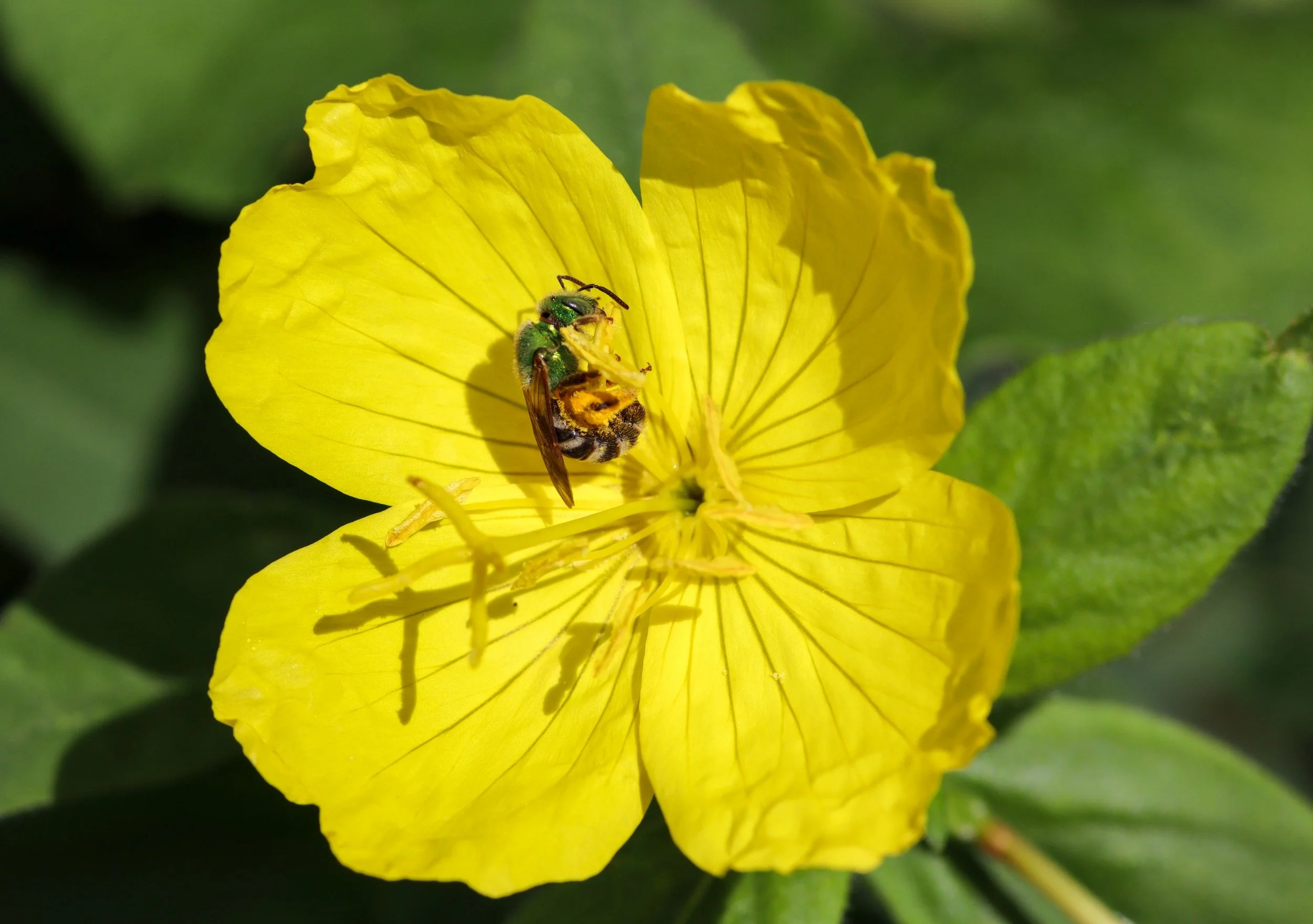 Ozark Sundrops (Oenothera macrocarpa)