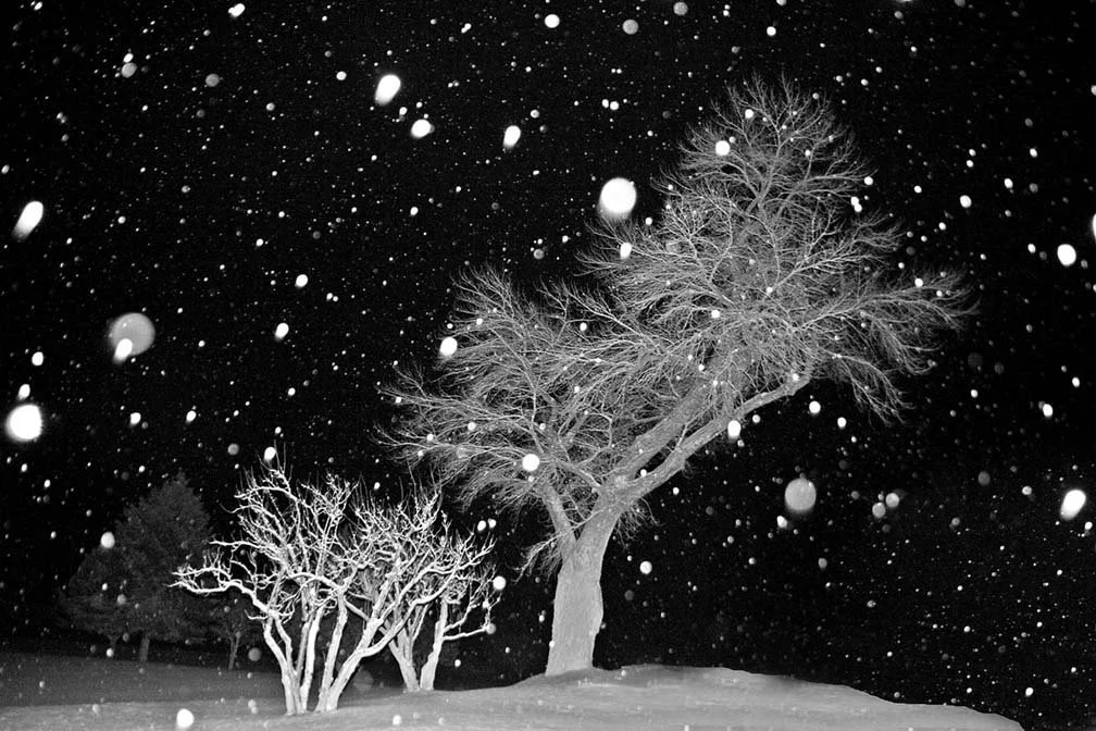 Trees in Storm