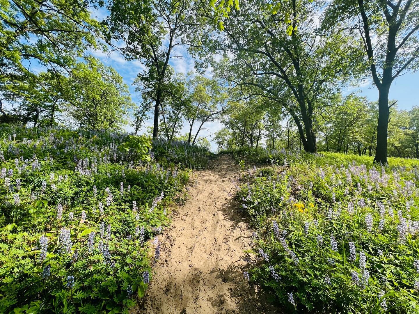 Happy May Day! A profusion of lupines and hoary puucoon are about to bloom right here in Miller Woods. Plan a hike from the Douglas Nature Center later this month to experience this bliss! 🥾🌼 #alongthesouthshore #destinationindiana #indianadunes #g