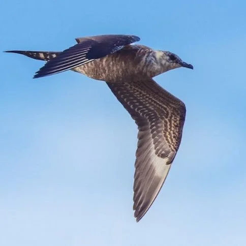 Fall birding season is underway and Gary's Miller Beach neighborhood is a premier destination, if you don't believe us we'll bet you believe Indiana Audubon in this fantastic article on birding here: https://indianaaudubon.org/2025/09/05/the-pirates-