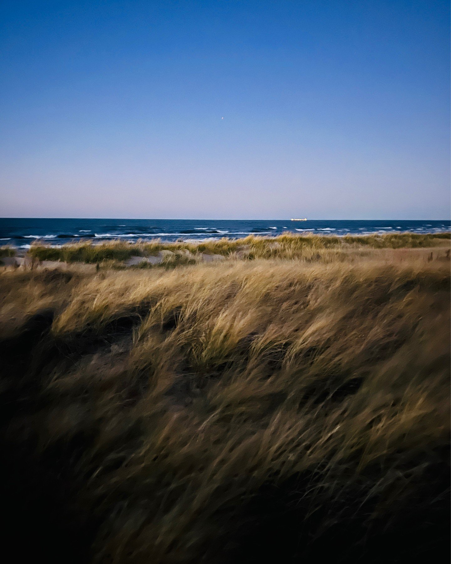 Toward the northwest the Chicago skyline glitters , while laker Stewart J. Cort lights up the horizon towards the northeast,  coming out of Burns Harbor and heading back to Duluth Superior to refill its hold. 
.
.
.
#indianadunes #VisitMillerBeach #A