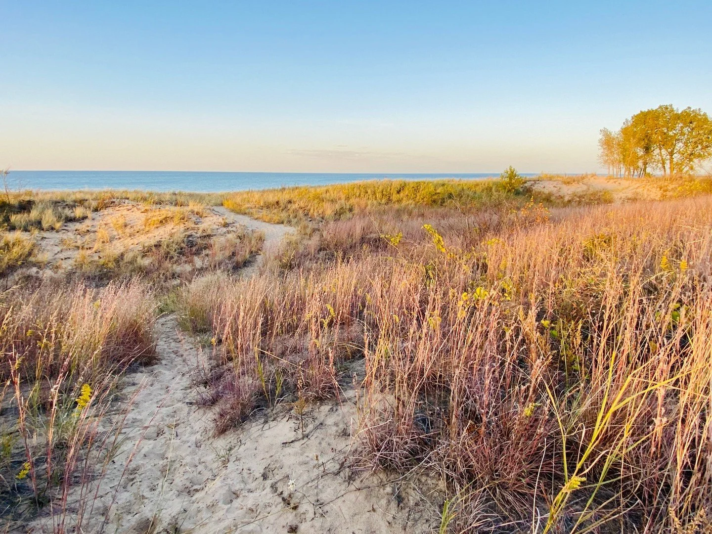 Gently rolling coastal dunes along the shore of Lake Michigan make for the ultimate fall hike on Gary&rsquo;s gorgeous Lake Michigan coast. 🍂🌊
These dunes &mdash; glowing with autumn color &mdash; are part of the world-class Marquette Park at the s