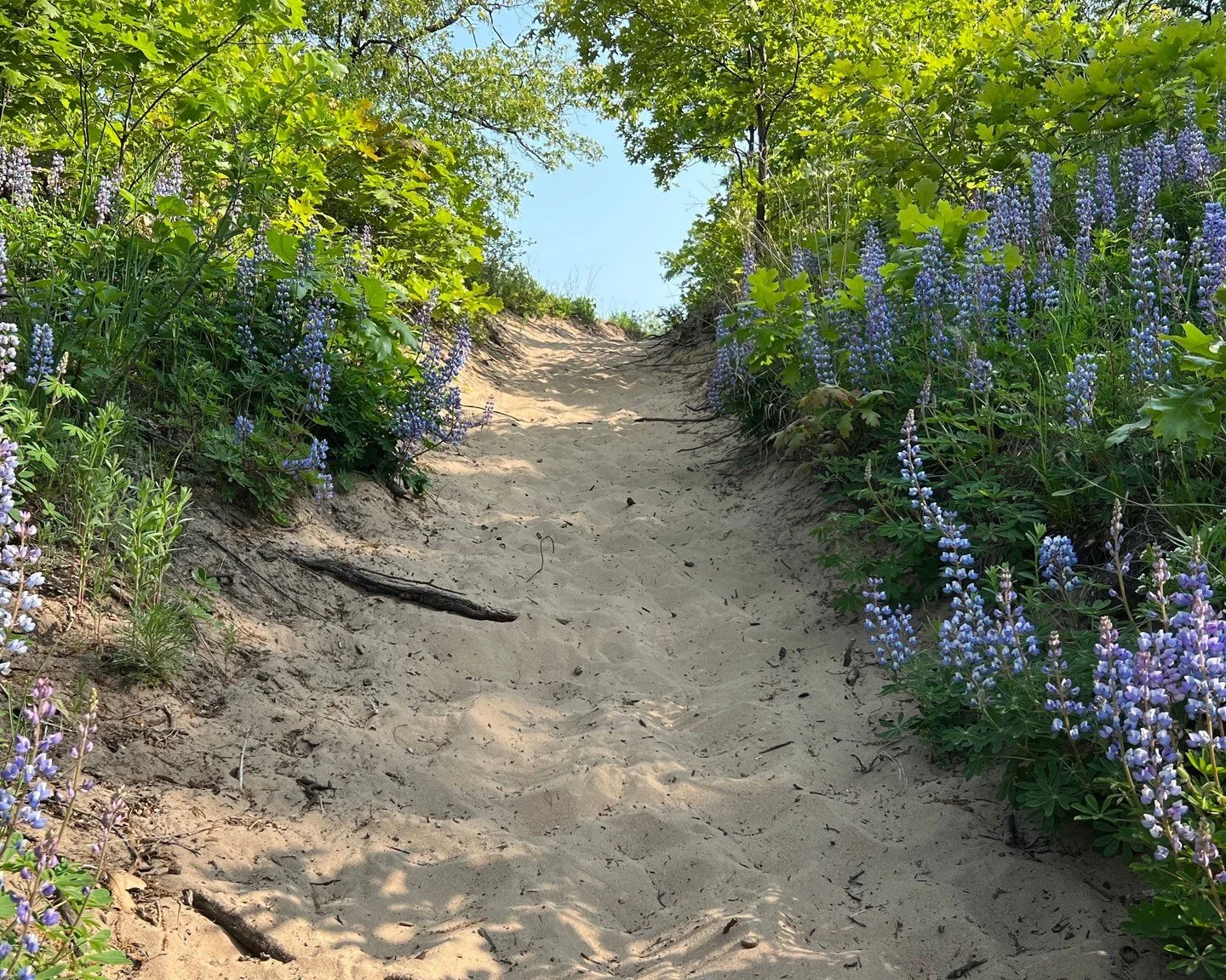 Plan ahead and save the date for mid-May 🌸
The spectacular lupine bloom through Miller Woods to Lake Michigan is astonishingly beautiful. Make a day of it&mdash;stop on Lake Street for a bite and a drink, and browse our cute local boutiques.
.
.
.
#