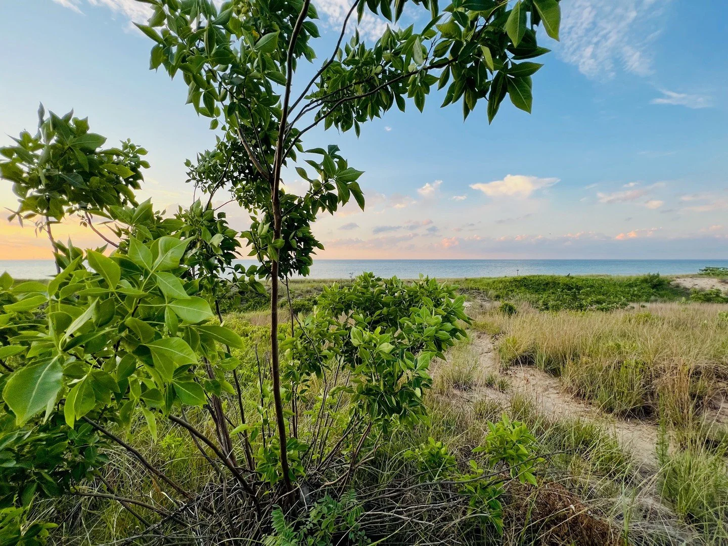 We&rsquo;re waiting for spring 🌱
For the rich greens and dune grass coming back to life along the path to the beach. The season of renewal can&rsquo;t come soon enough.
.
.
.
#SpringInTheDunes #GaryIndiana #IndianaDunes #LakeMichigan #DuneGrass #Pat