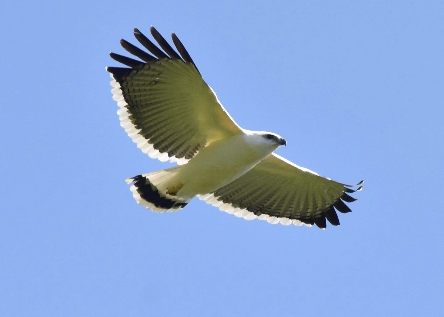 🦅🐦 Miller Beach isn&rsquo;t just another stop along the lake.
It&rsquo;s one of the PREMIER INLAND SITES IN NORTH AMERICA for spotting jaegers and other pelagic wanderers &mdash; and that&rsquo;s straight from Indiana Audubon.
If you love birding, 