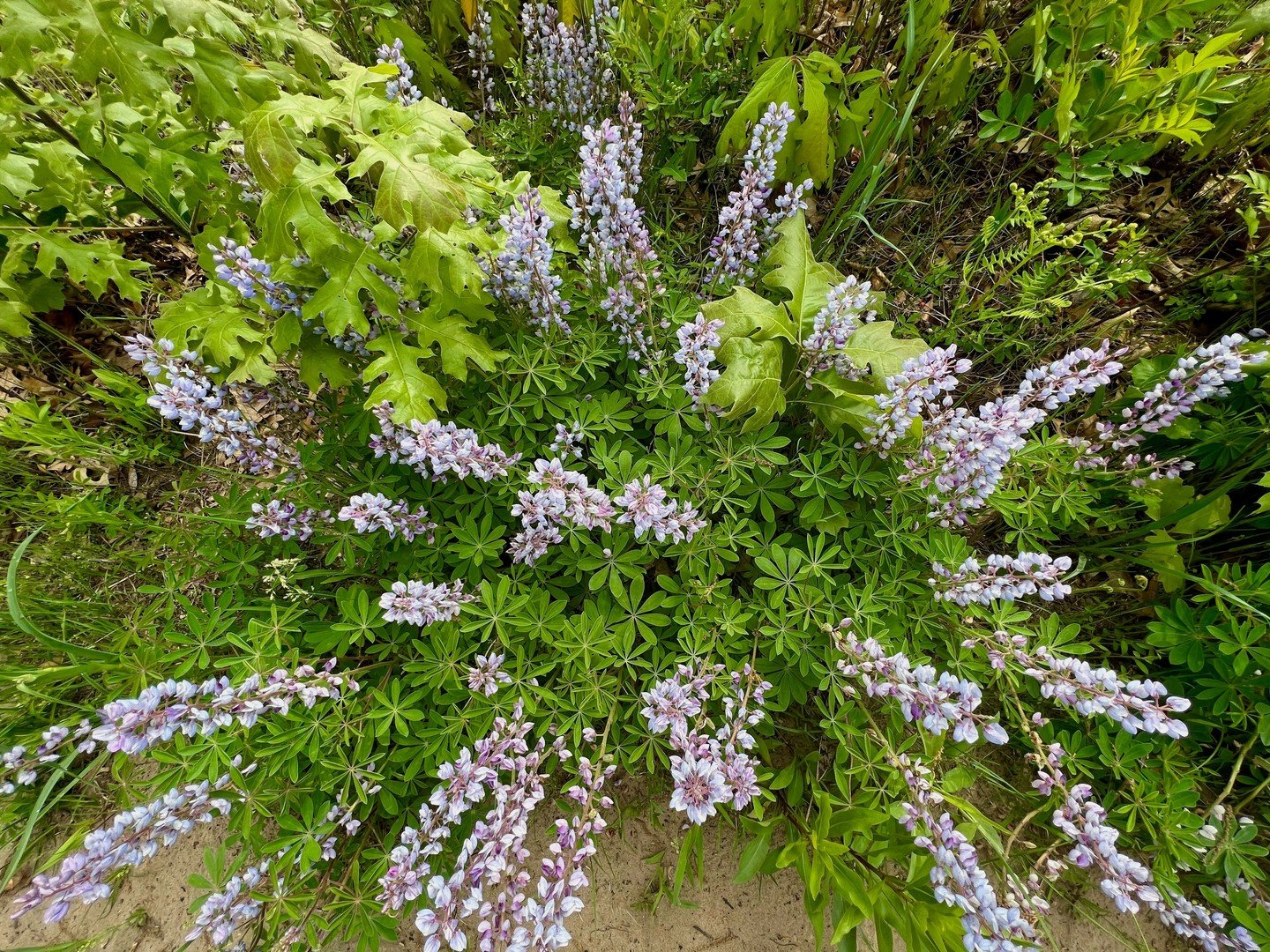 Next month is the big bloom 🌸
Miller Woods is where it&rsquo;s most prolific&mdash;here&rsquo;s a bird&rsquo;s-eye view of this incredible seasonal moment, with incredible visual textures!
.
.
.
#VisitMillerBeach #AlongtheSouthShore #VisitIndiana #I