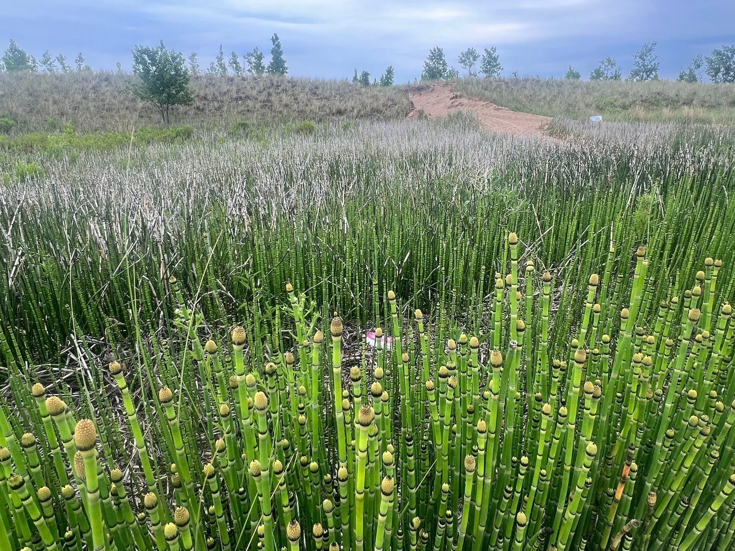 🌿 Nature is quietly doing something amazing in Marquette Park. 🌿

Keep an eye out for two fascinating native plants making their presence known this season: Common Milkweed and Horsetail.

🐛 Common Milkweed is one of the most important plants for 