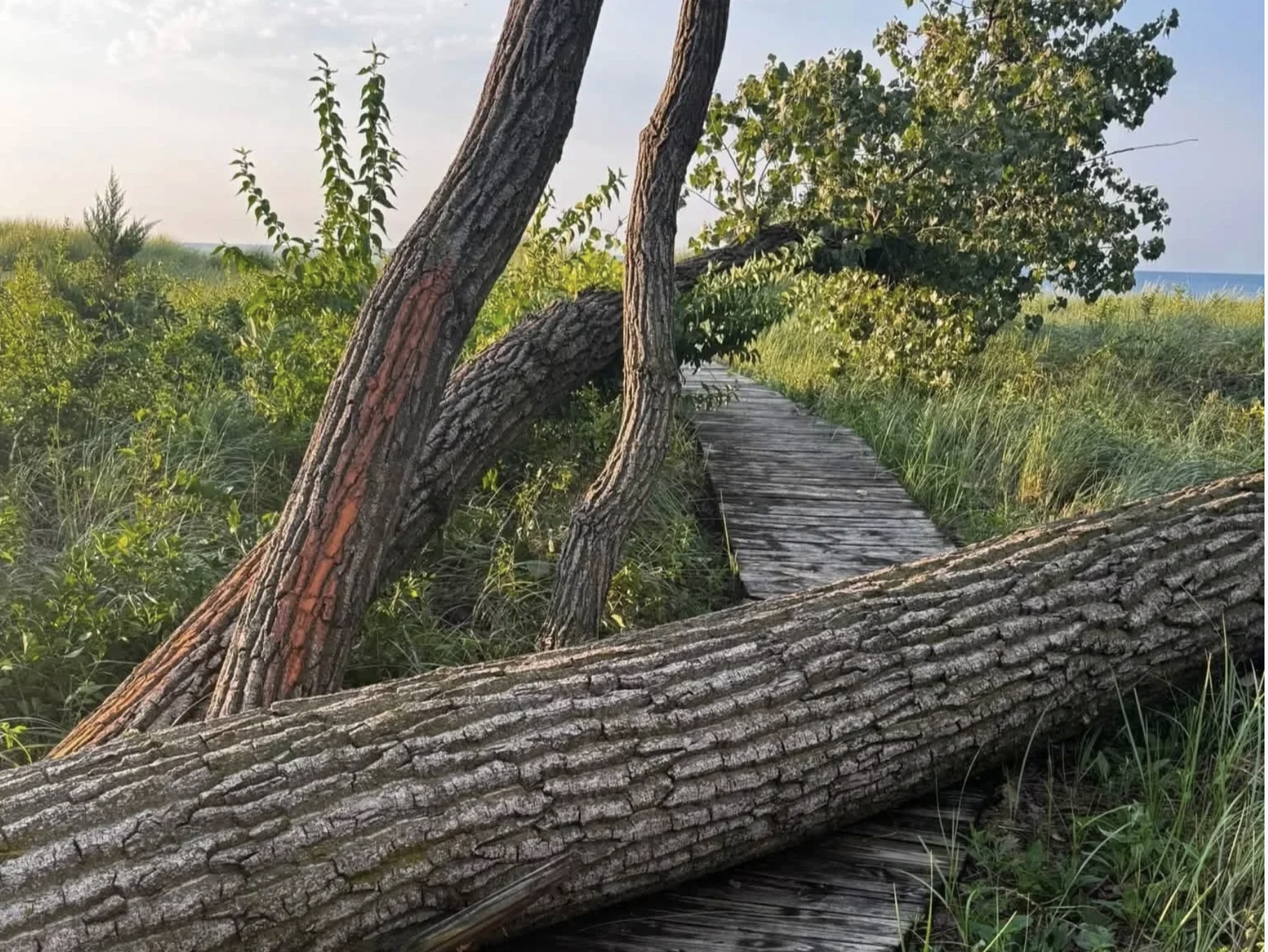  Trees fallen over a trail in the sand dunes in Gary, Indiana, immediately after the August 11 2026 storm. Photo Credit: Visit Miller Beach Gary 