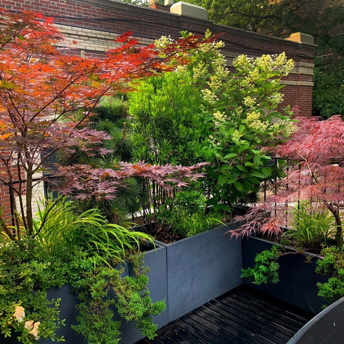 This garden has been a work in progress since 2020 when we first installed the planters on the deck. Next we installed the patio and fencing, following by stages of more plantings.

Many sets of creative, loving hands went into this garden and it's l