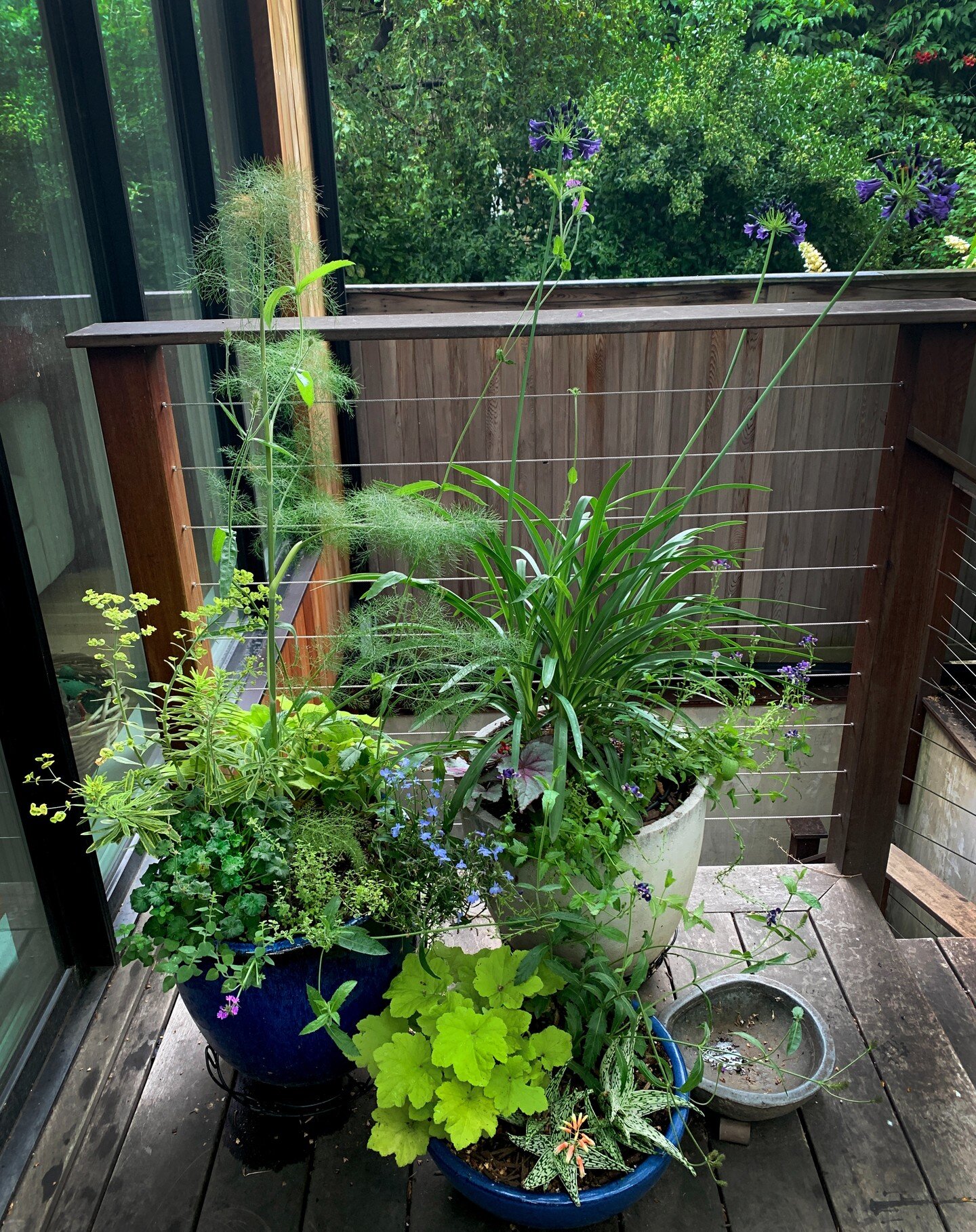One year and change after install, this Carroll Gardens project is filling in beautifully. I love watching plants grow over time and if you listen carefully, through trial and error, you can learn how they communicate.

Weaving textures and monochrom