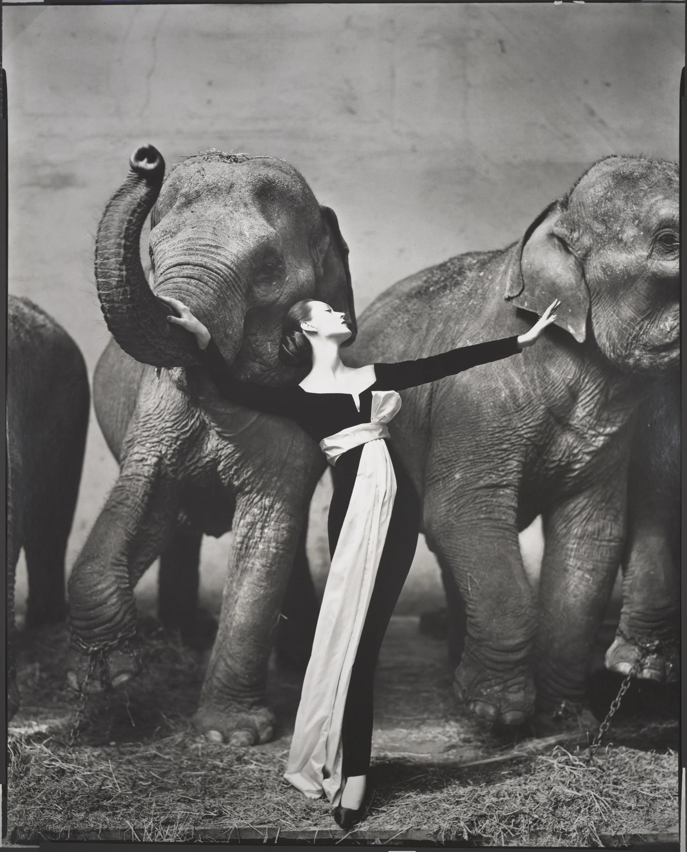 Dovima with elephants, evening dress by Dior, Cirque d'Hiver, Paris, August 1955. Courtesy of The Richard Avedon Foundation