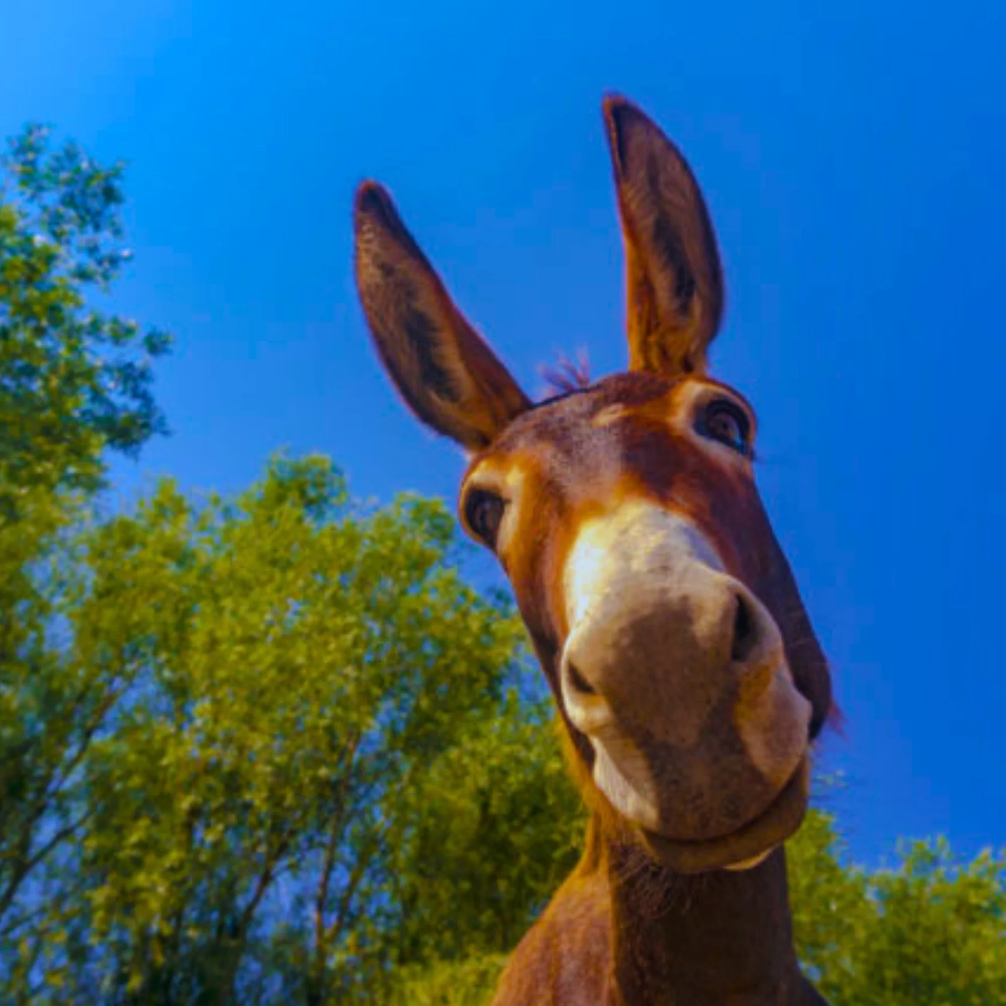 Peter Geier - Jingling the Jackass — God's Cruel Joke