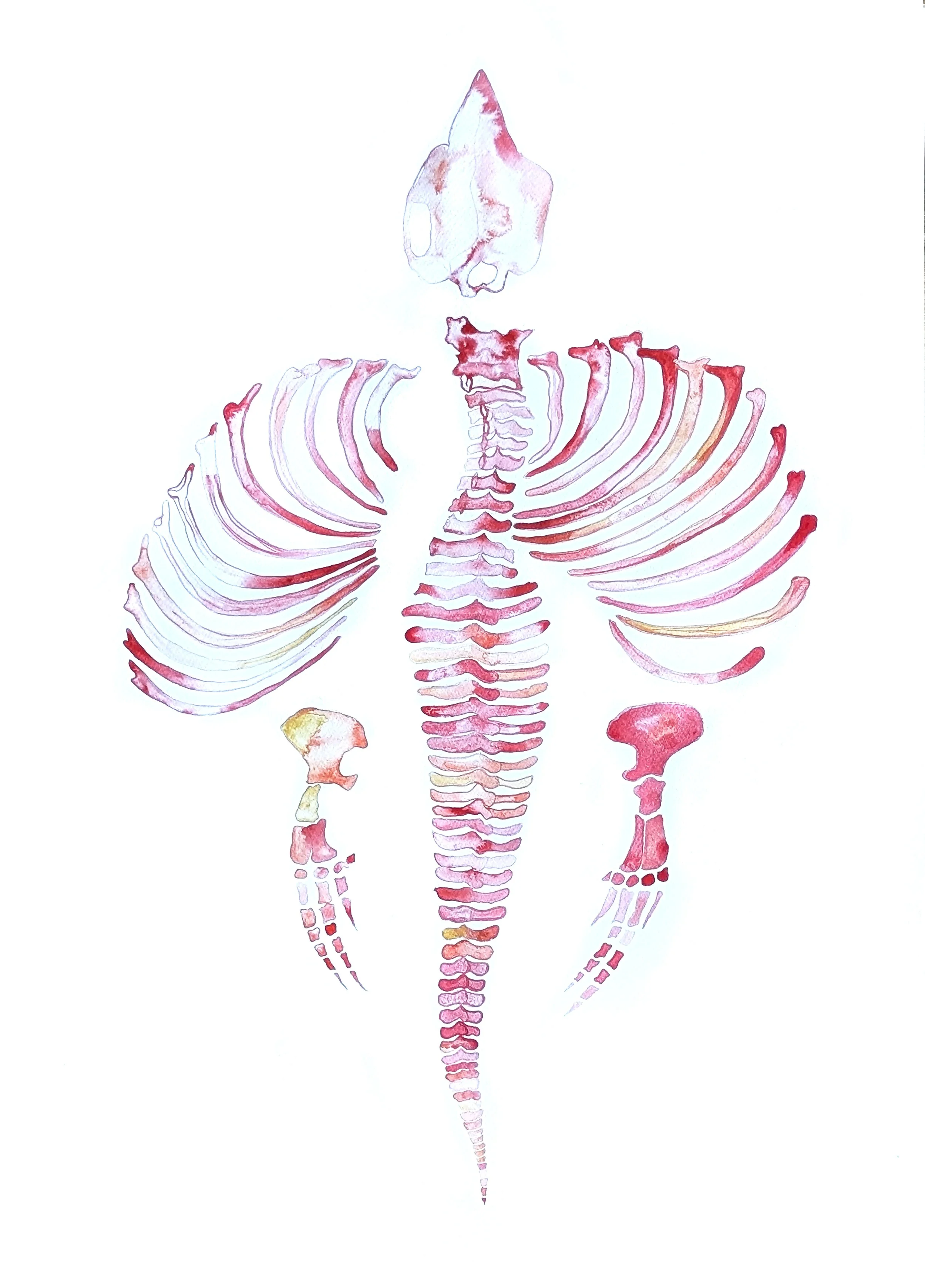 Watercolor painting of a human skeleton, including skull, ribcage, spine, pelvis, and limb bones, in shades of pink, red, and yellow on a white background.