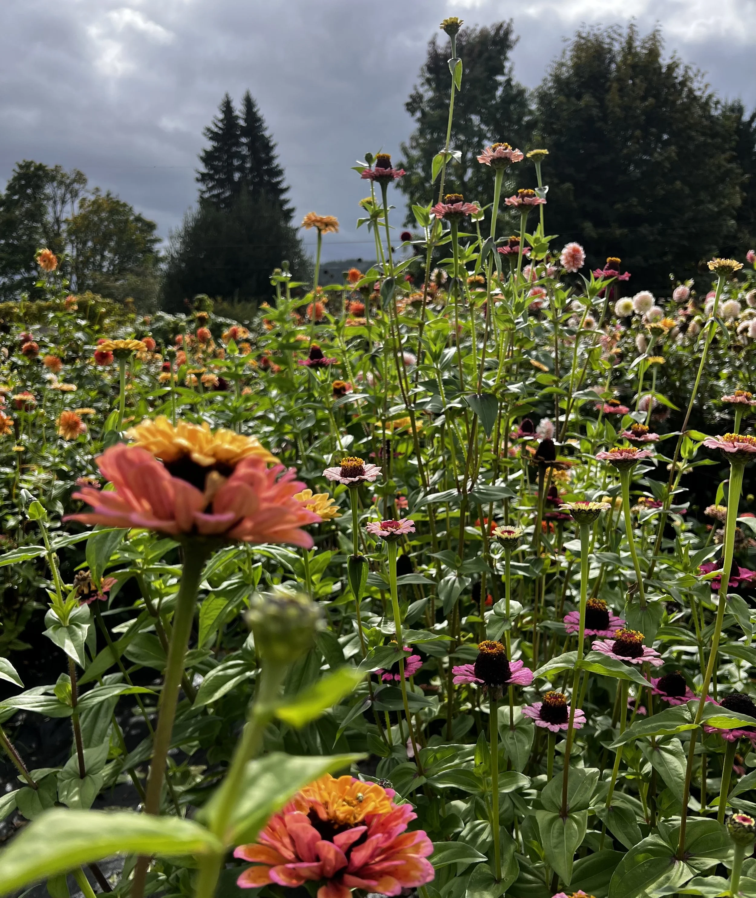 Taking Things for Granted