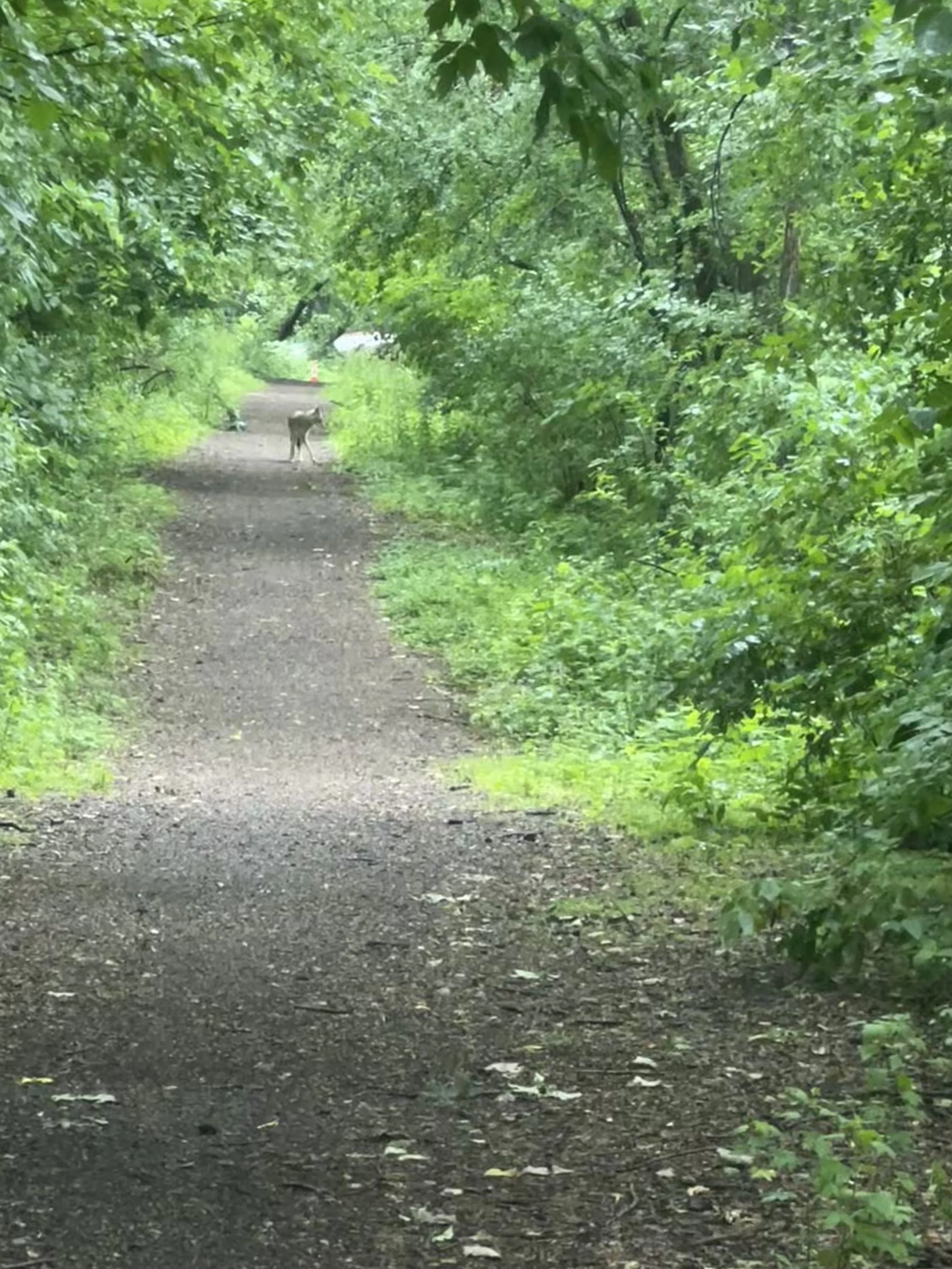 Coyote Sighting