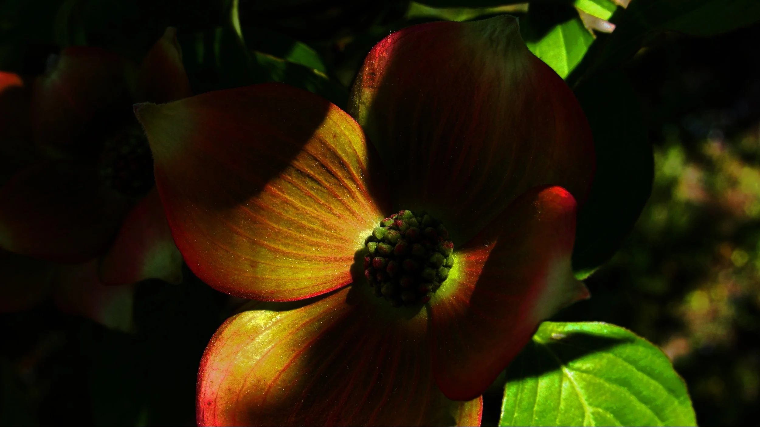 Photography by Vanessa Aiello published on ARTWIFE literary and arts magazine