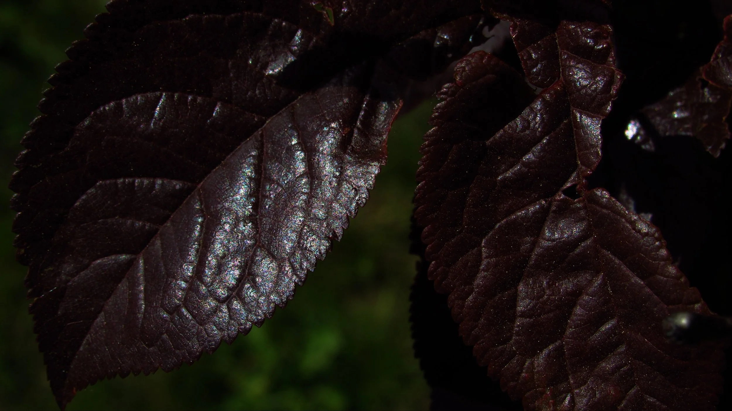 Photography by Vanessa Aiello published on ARTWIFE literary and arts magazine