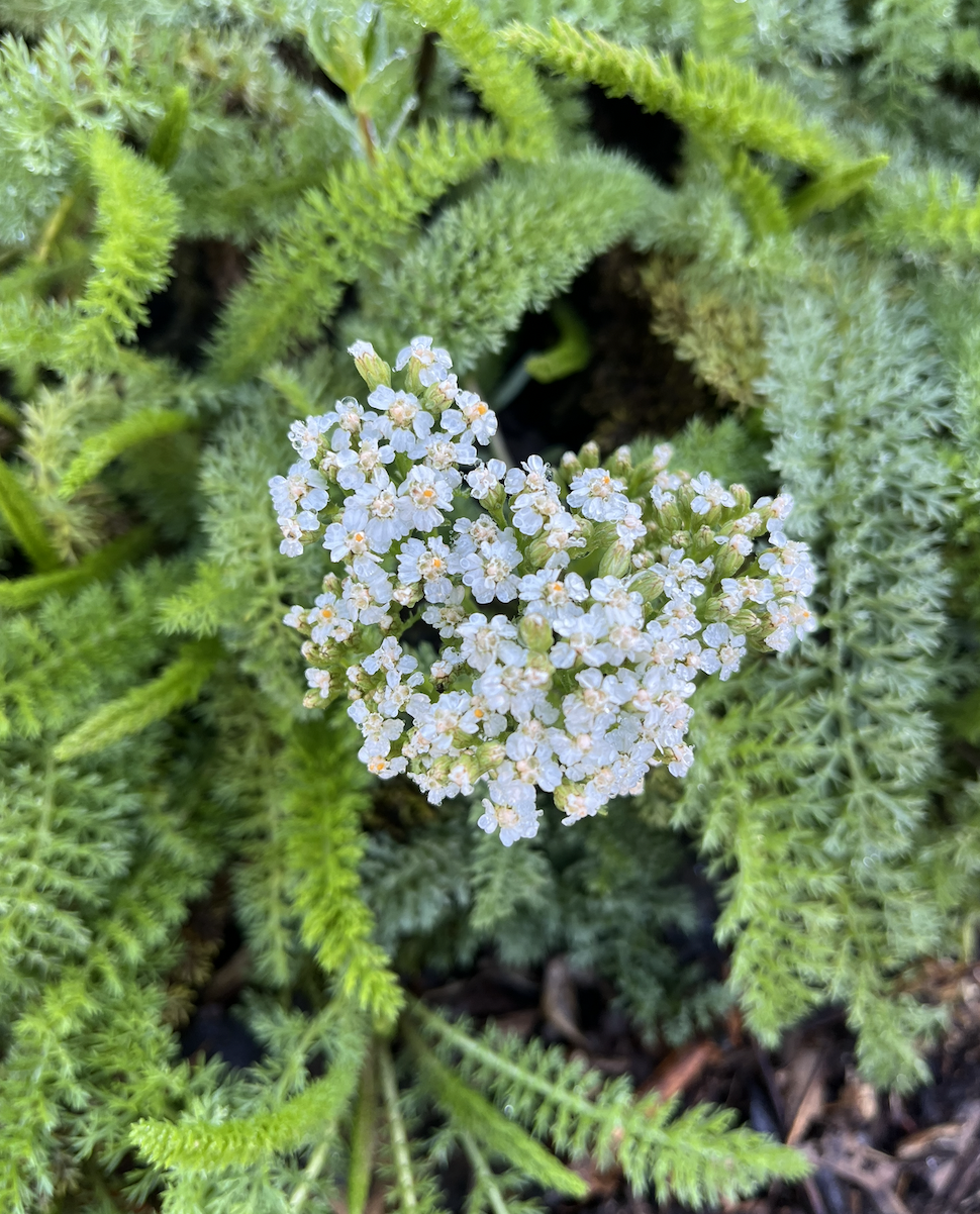MAY 10 / Planting a summer garden with Delmar McComb