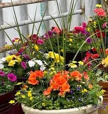 12' Hanging Basket - Original