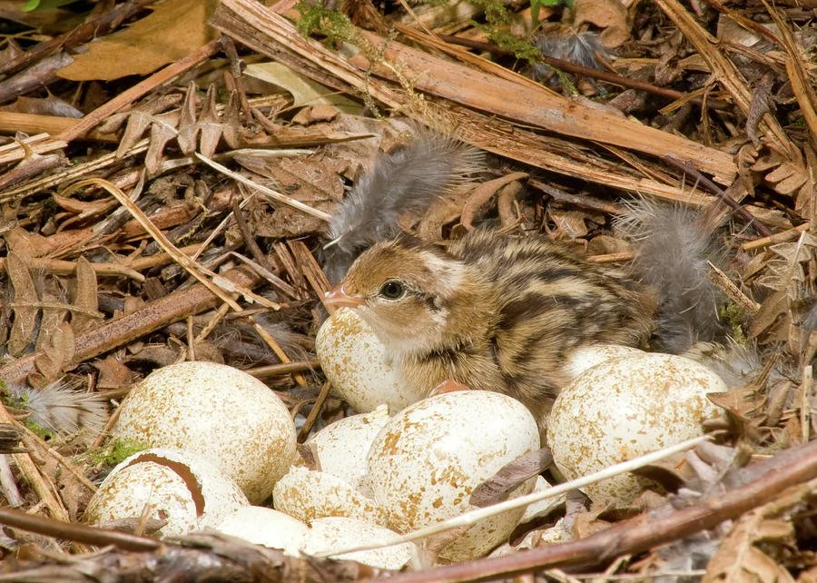 cali quail nest.jpg